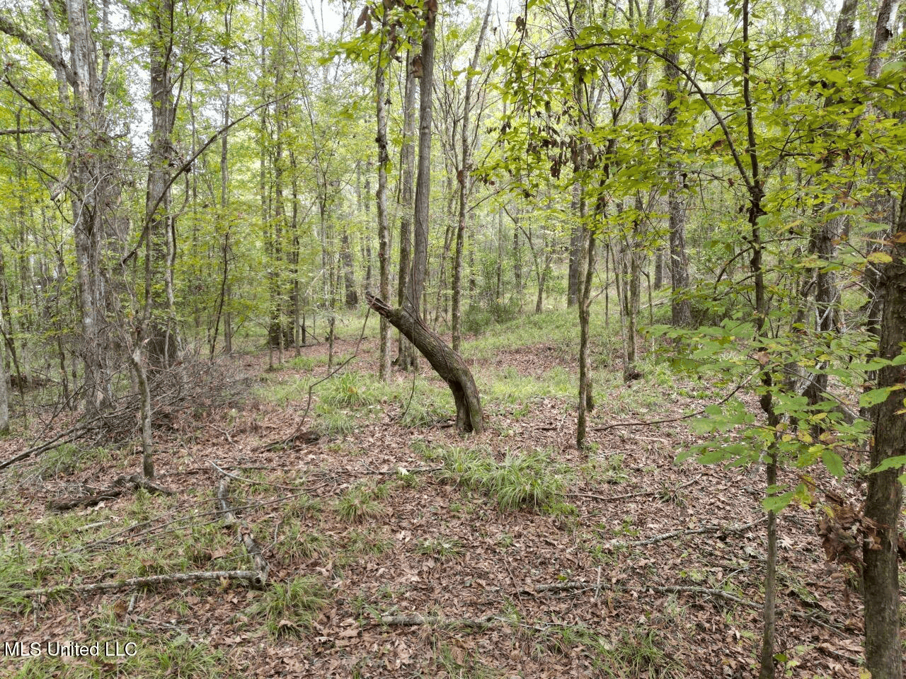 Hunting Land in Claiborne County, MS – The Sawmill 98