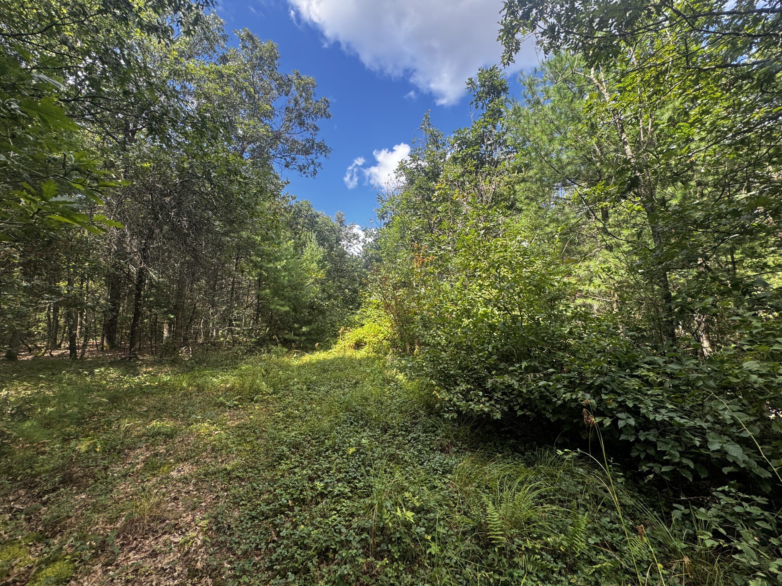Escape to 80 acres of heavily timbered ground in Adams County