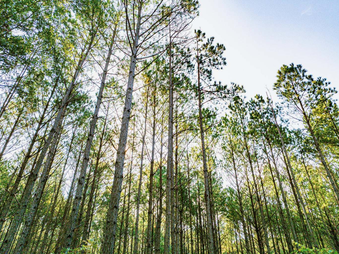 701 Acre Timber & Hunting Land Prentiss Co MS