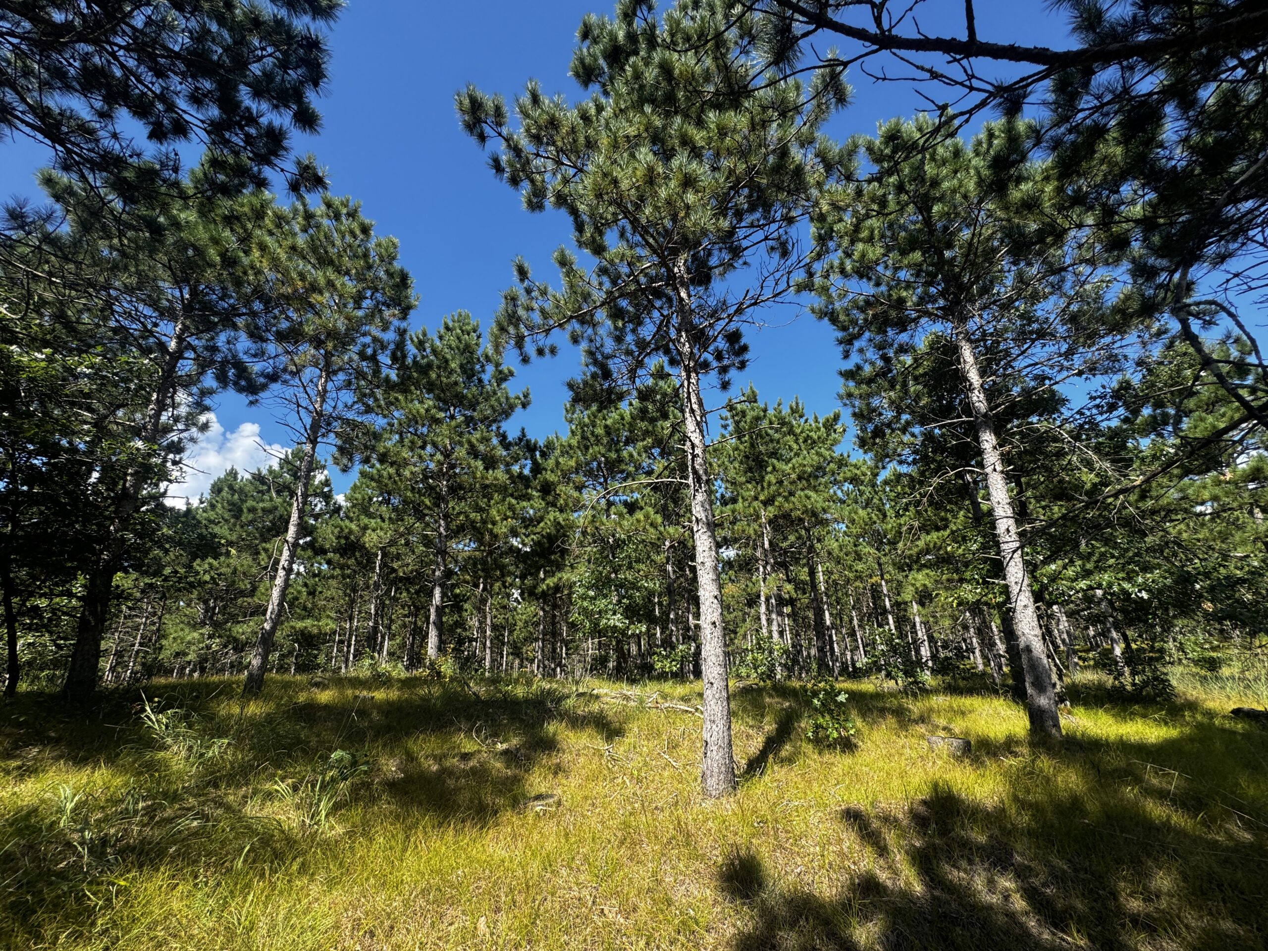 37.77-acre wooded parcel in the Town of Rome
