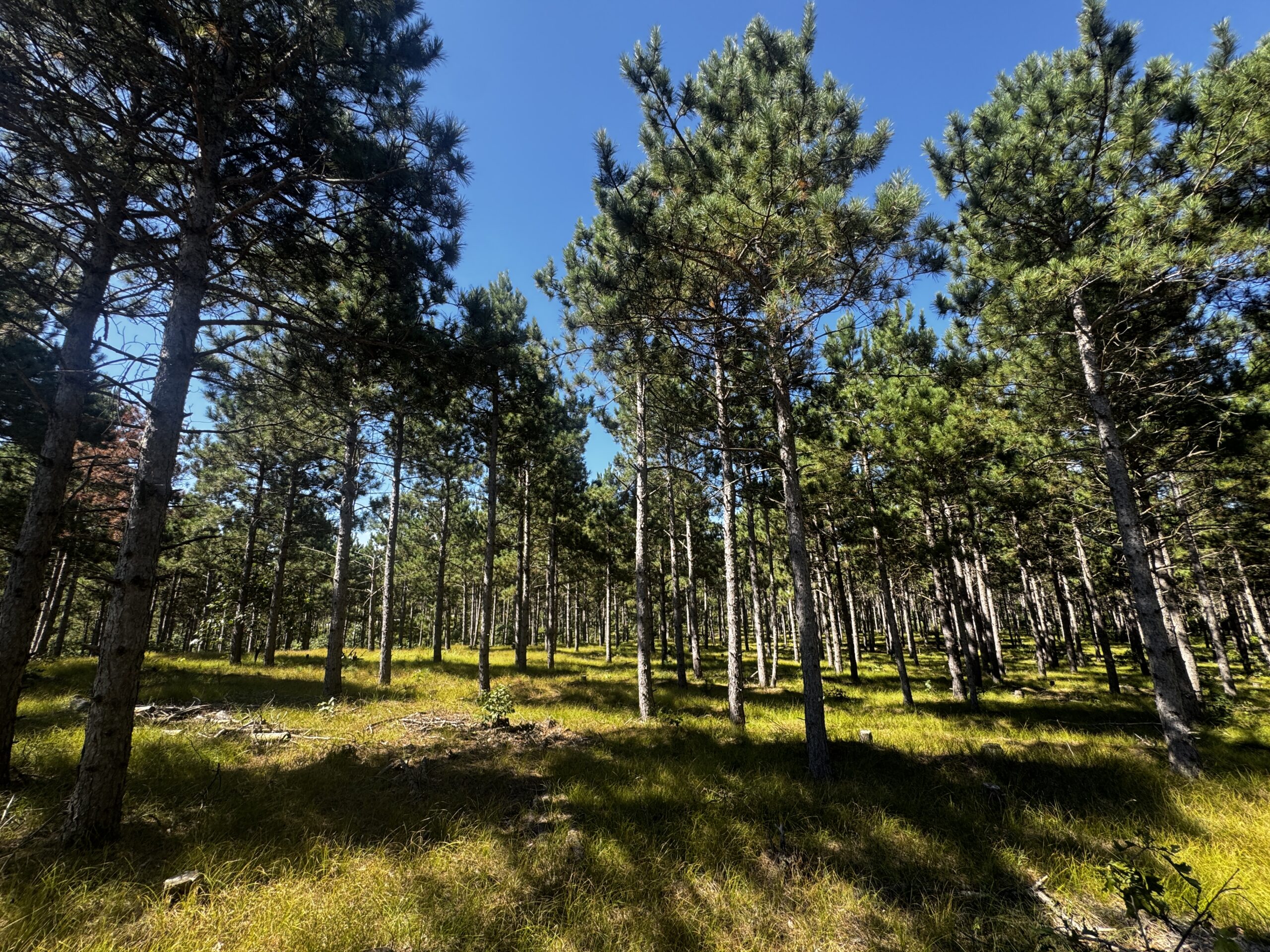 40-acre wooded parcel in the Town of Rome