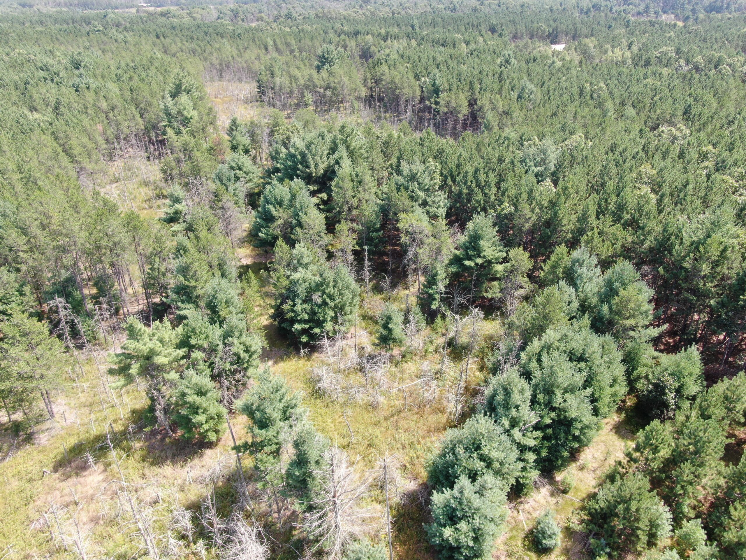 40-acre timber tract in the Town of Monroe, Adams County