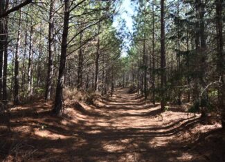 79.49 Acres Hunting and Timberland For Sale in Linden, TN