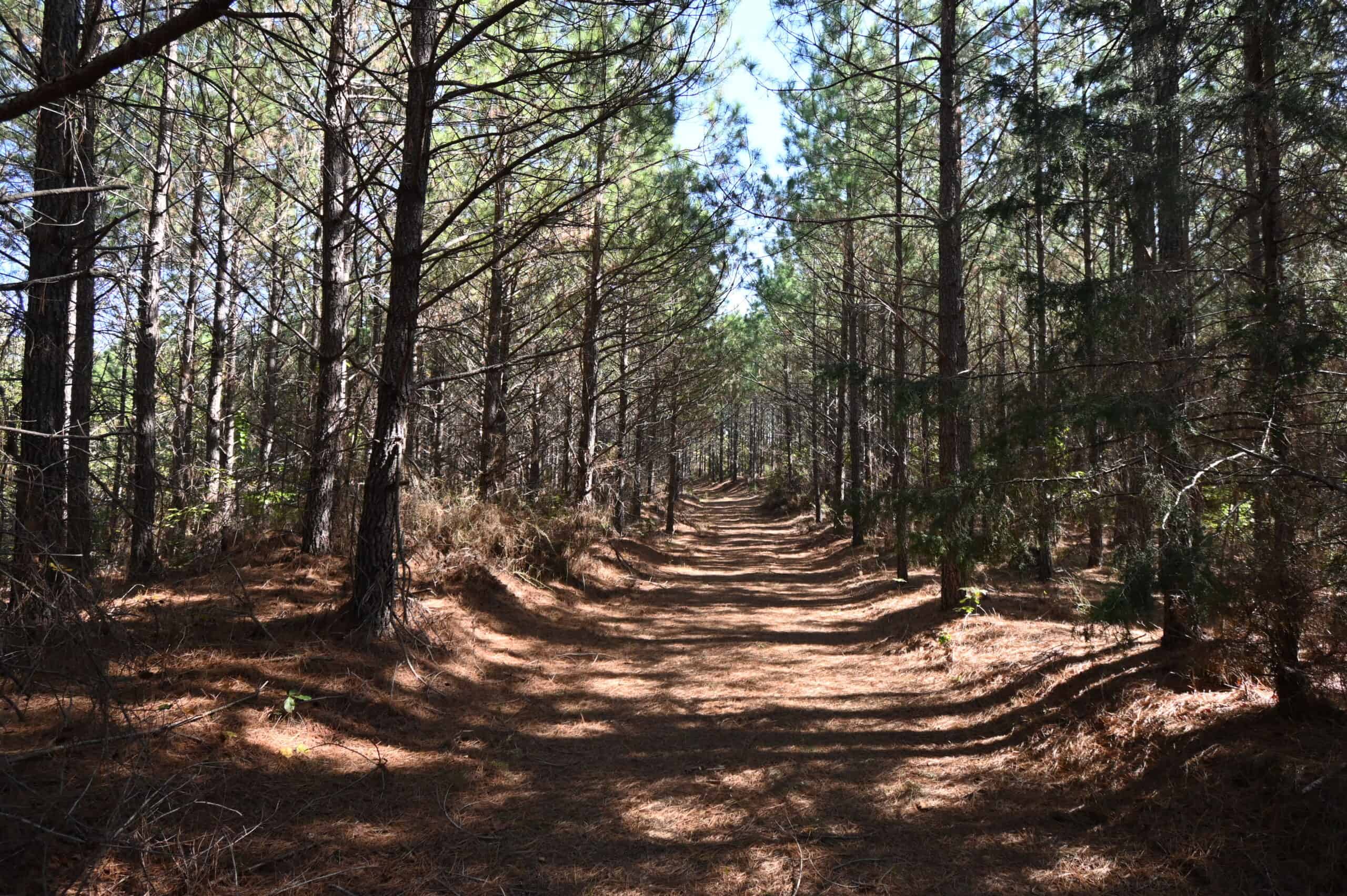 79.49 Acres Hunting and Timberland For Sale in Linden, TN