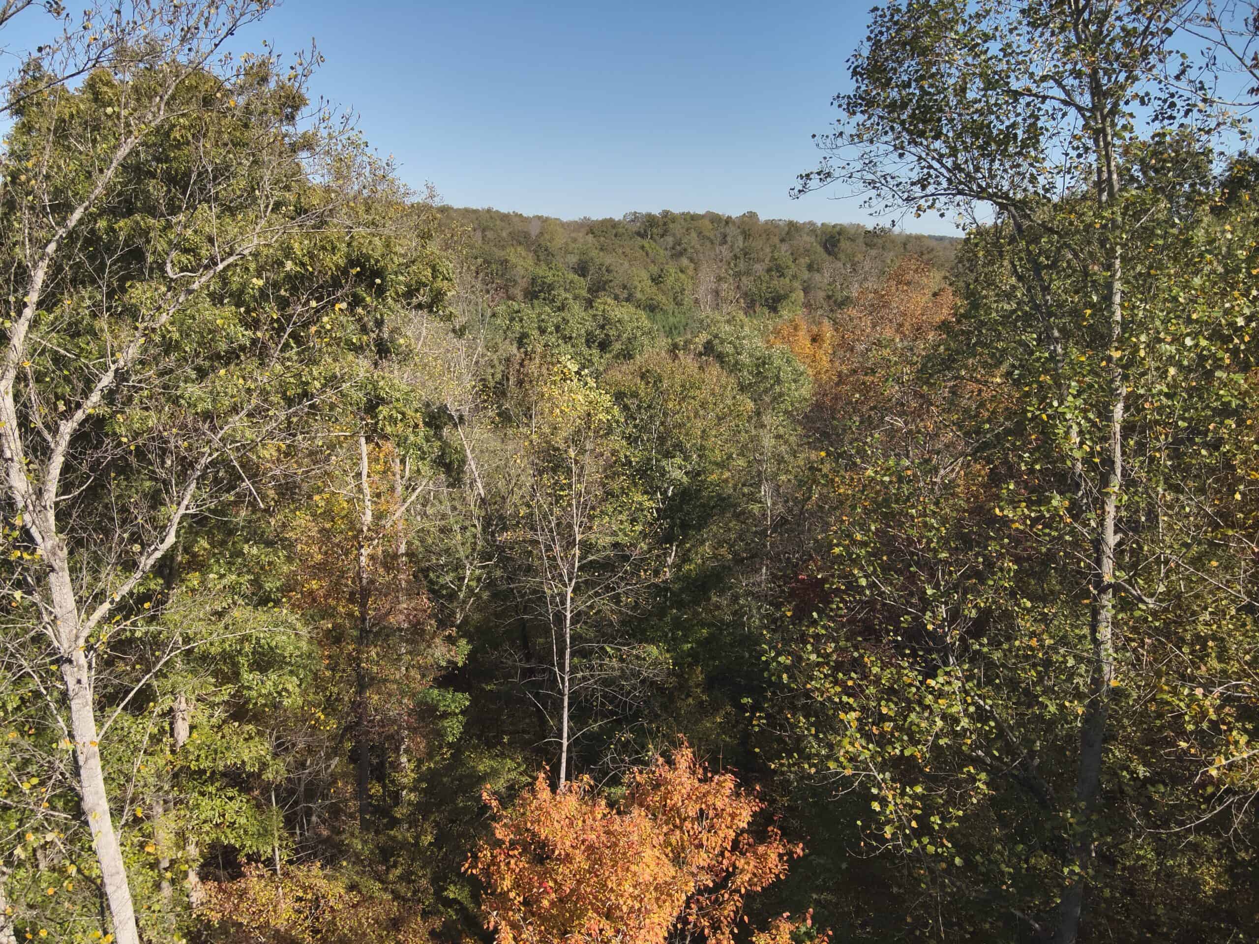 79.49 Acres Hunting and Timberland For Sale in Linden, TN