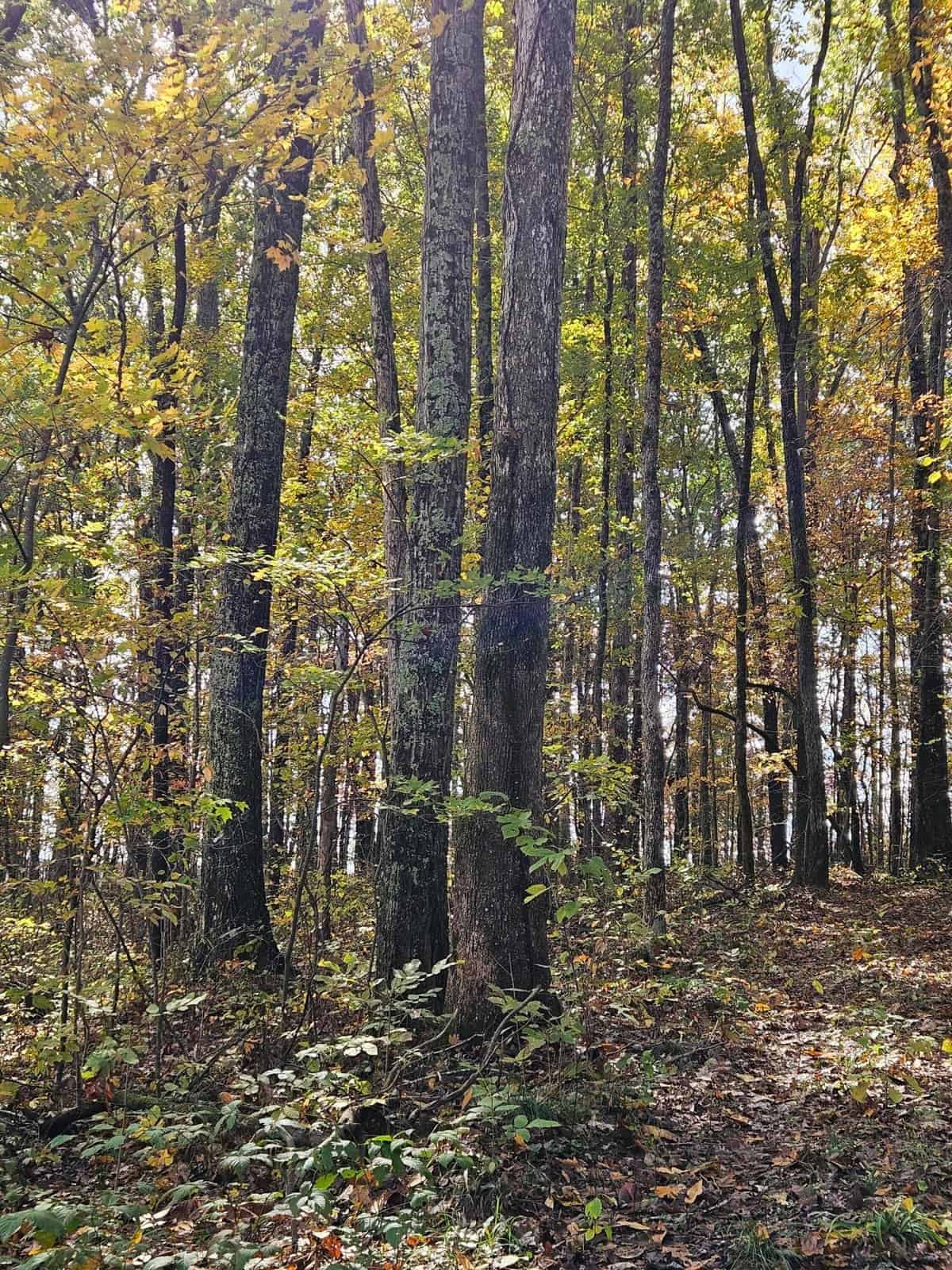 Liberty KY Country Home with Prime White-Tail Deer and Turkey Hunting Land