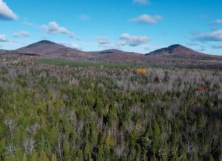 115± Acres Hunting Land with Trout Brook, Power & Paved Road Access