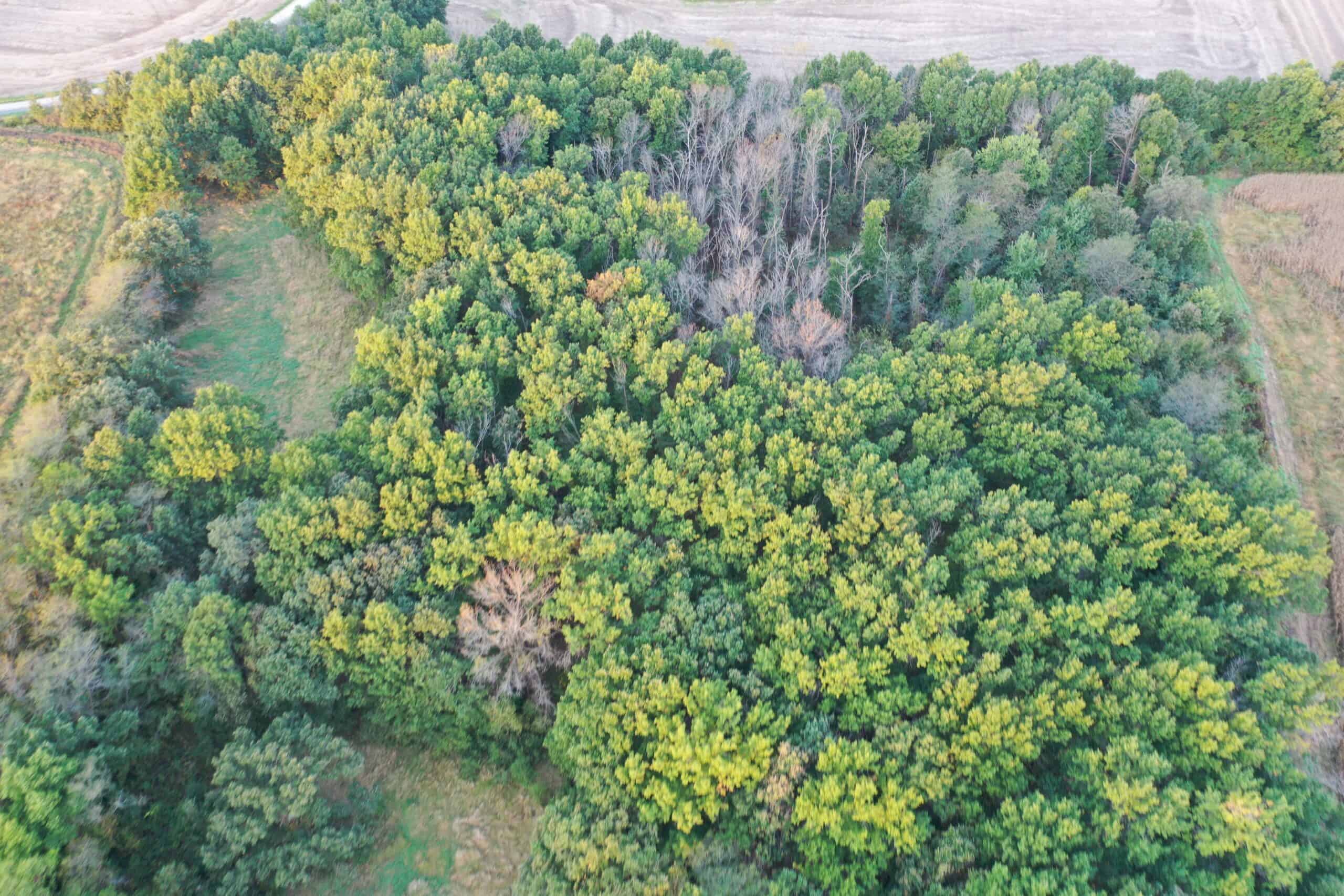 Vicki L Briggs LIVE ONLY Auction