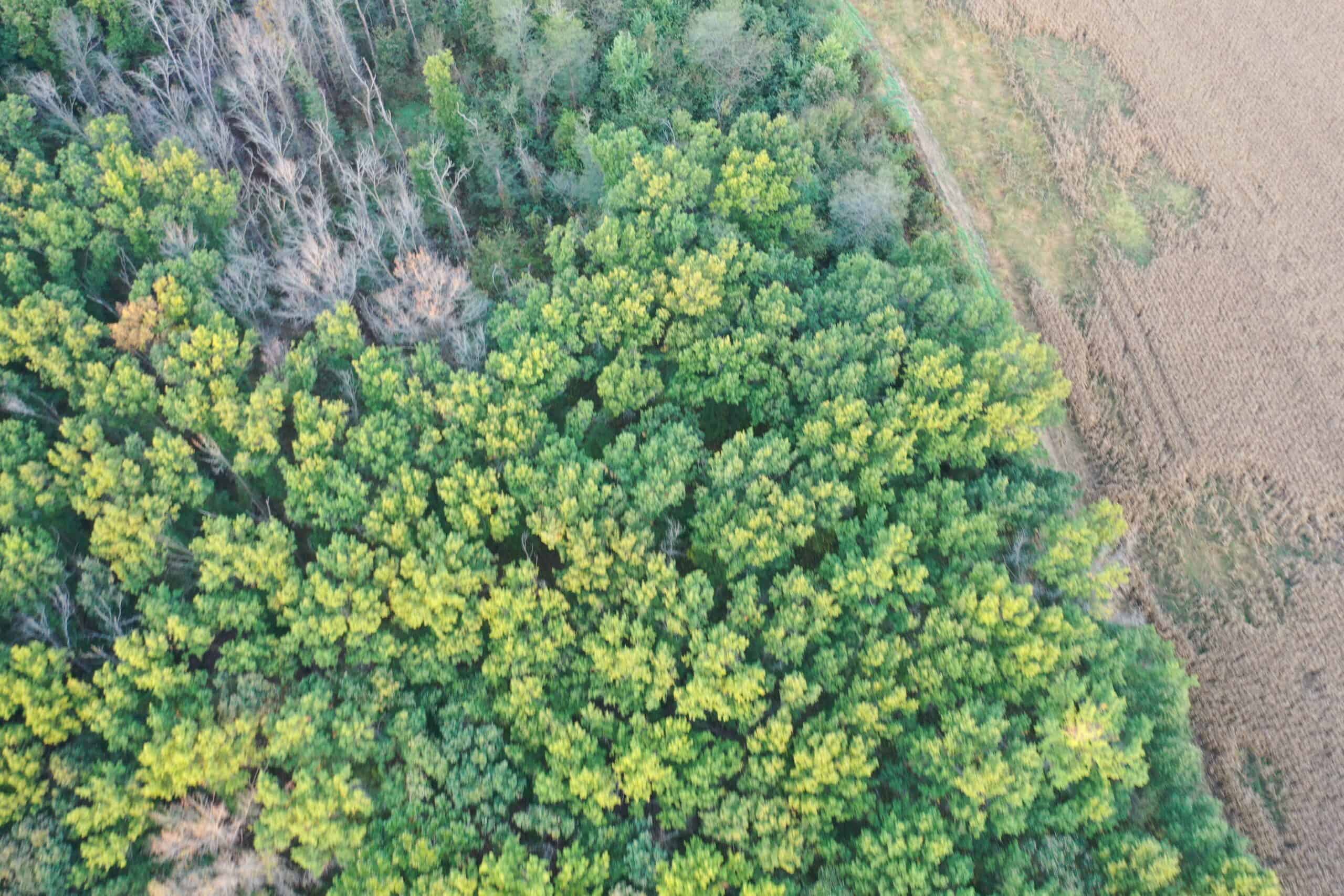 Vicki L Briggs LIVE ONLY Auction