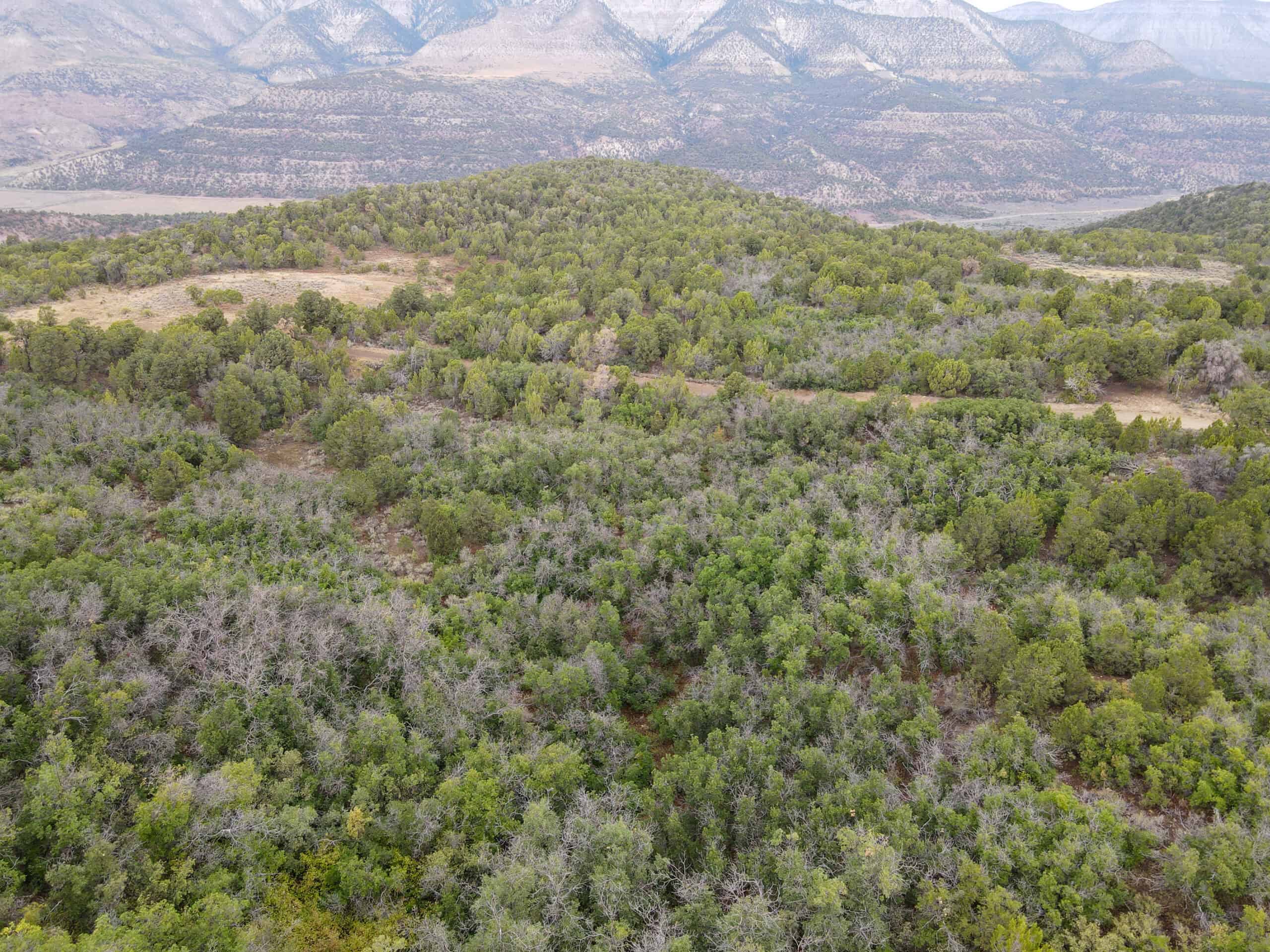 Secluded Colorado Hunting Retreat in GMU #31
