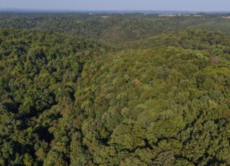 HUNTING FOREST LAND FOR SALE IN OZARK MOUNTAINS OF ARKANSAS