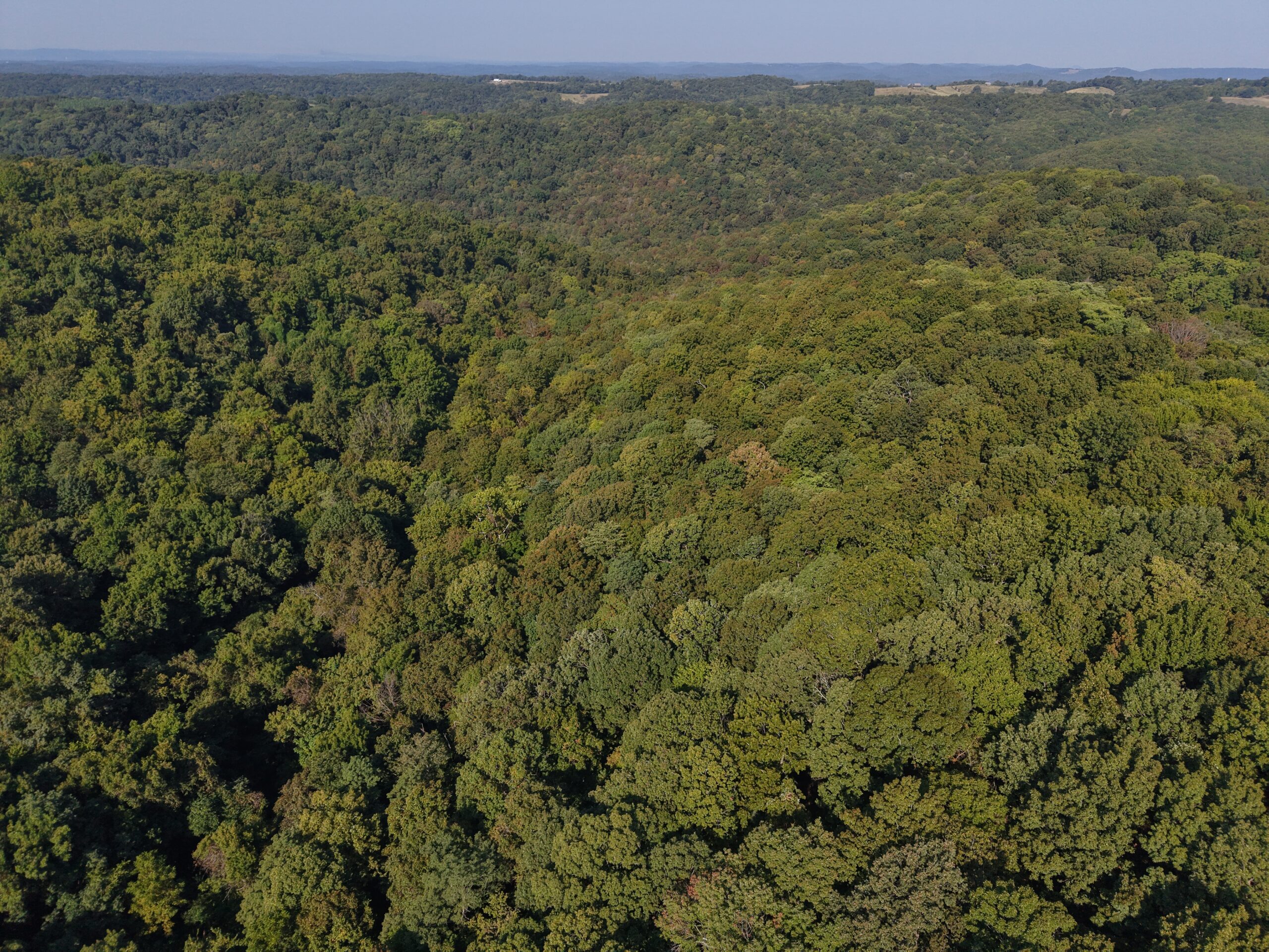 HUNTING FOREST LAND FOR SALE IN OZARK MOUNTAINS OF ARKANSAS
