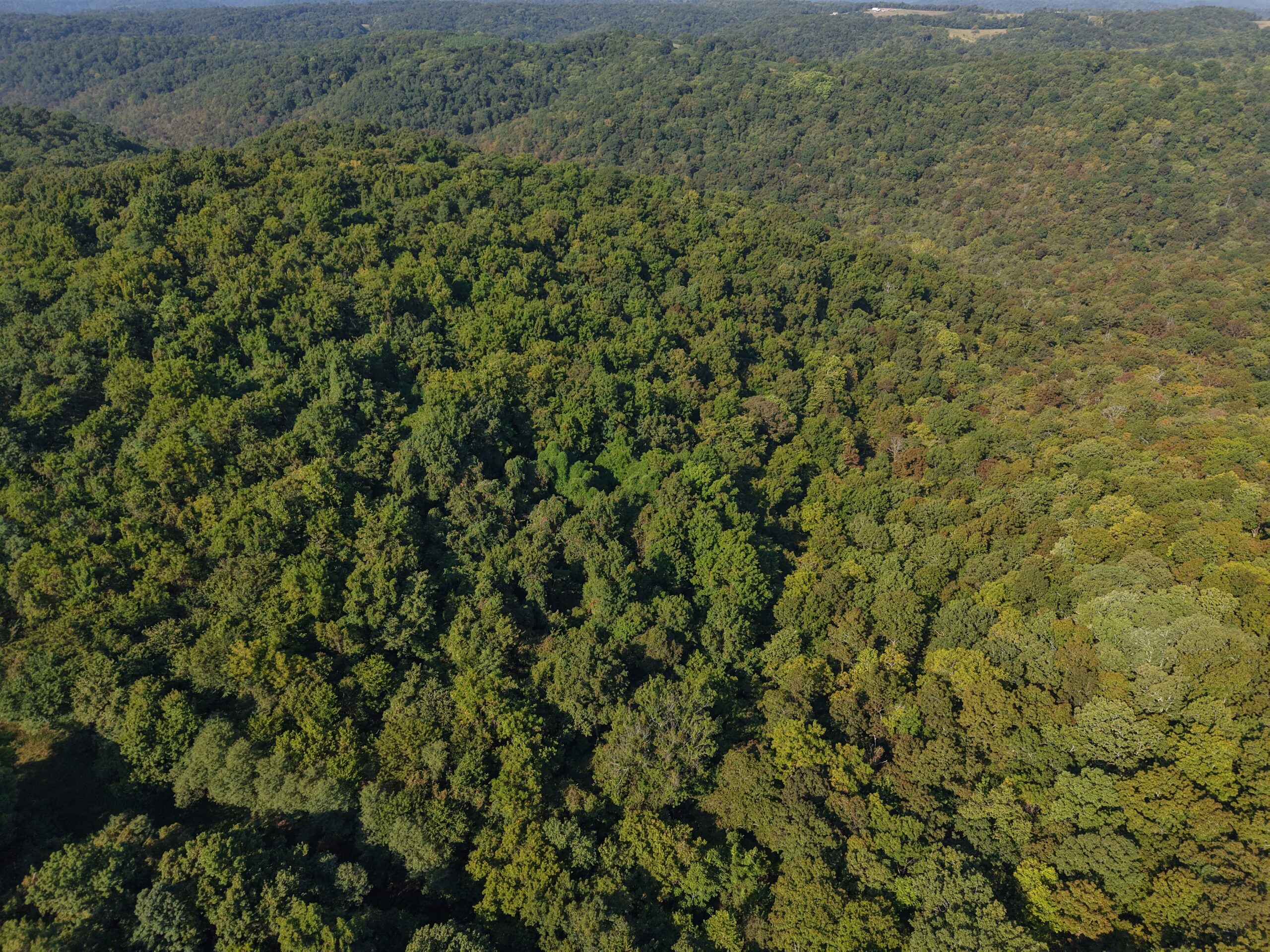 HUNTING FOREST LAND FOR SALE IN OZARK MOUNTAINS OF ARKANSAS