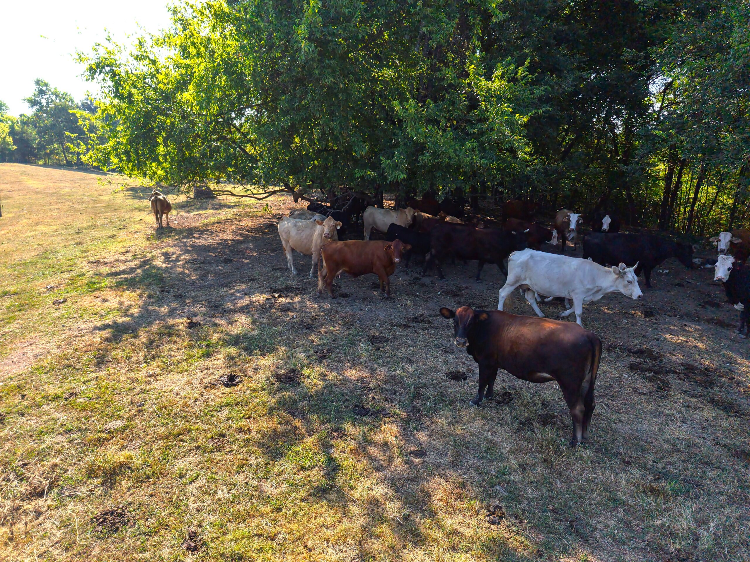 HUNTING FOREST LAND FOR SALE IN OZARK MOUNTAINS OF ARKANSAS