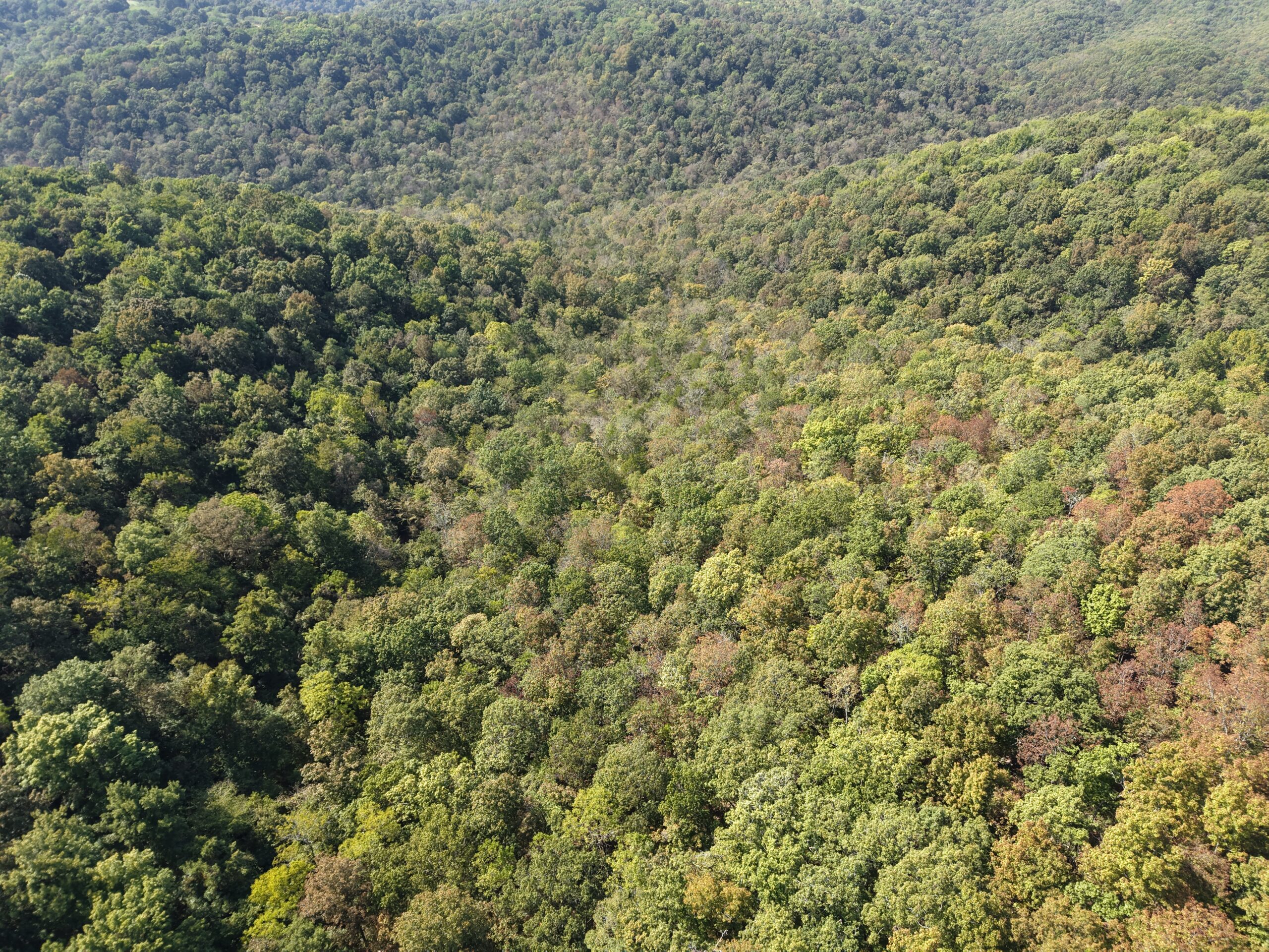 HUNTING FOREST LAND FOR SALE IN OZARK MOUNTAINS OF ARKANSAS