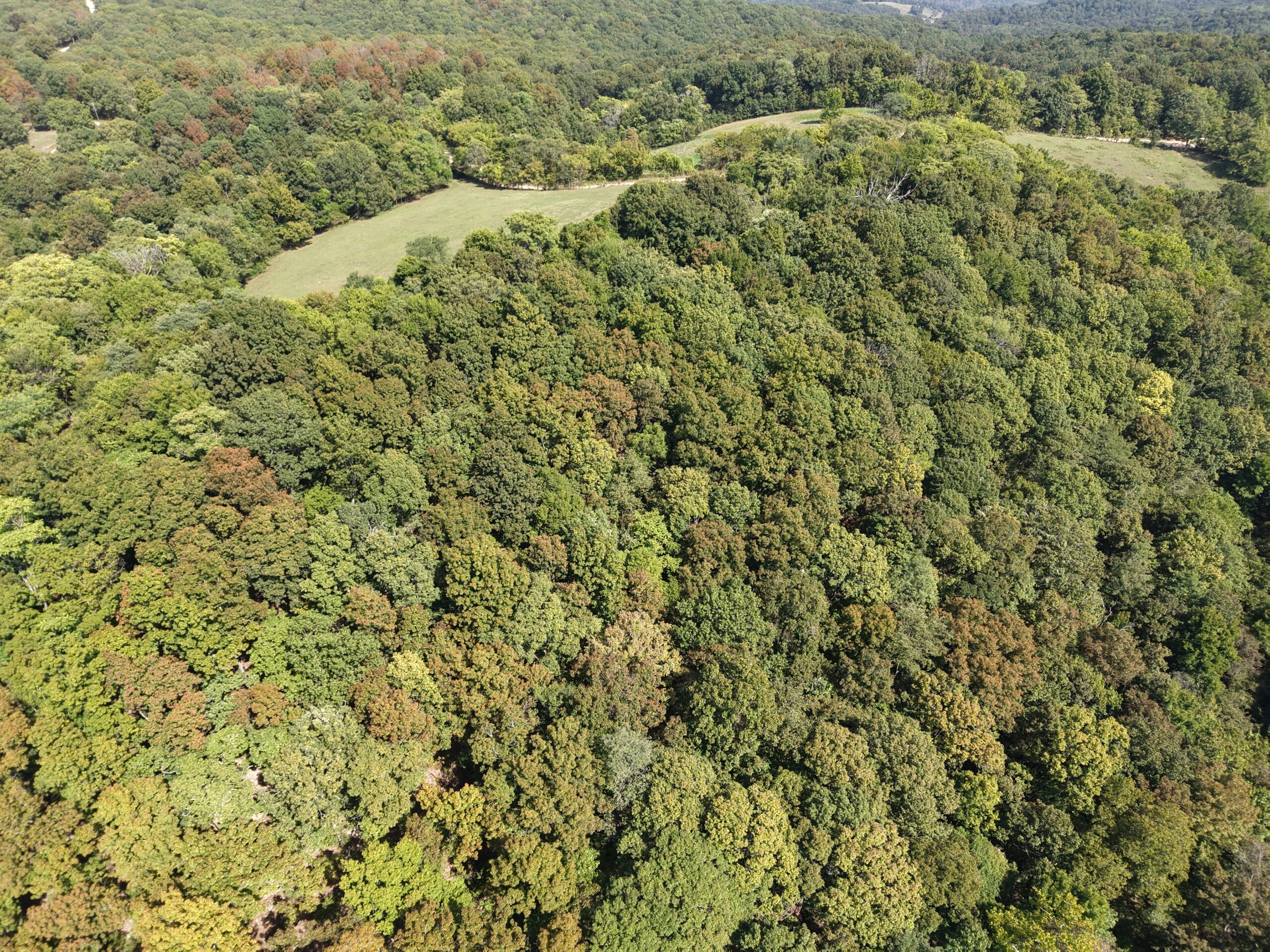 HUNTING FOREST LAND FOR SALE IN OZARK MOUNTAINS OF ARKANSAS
