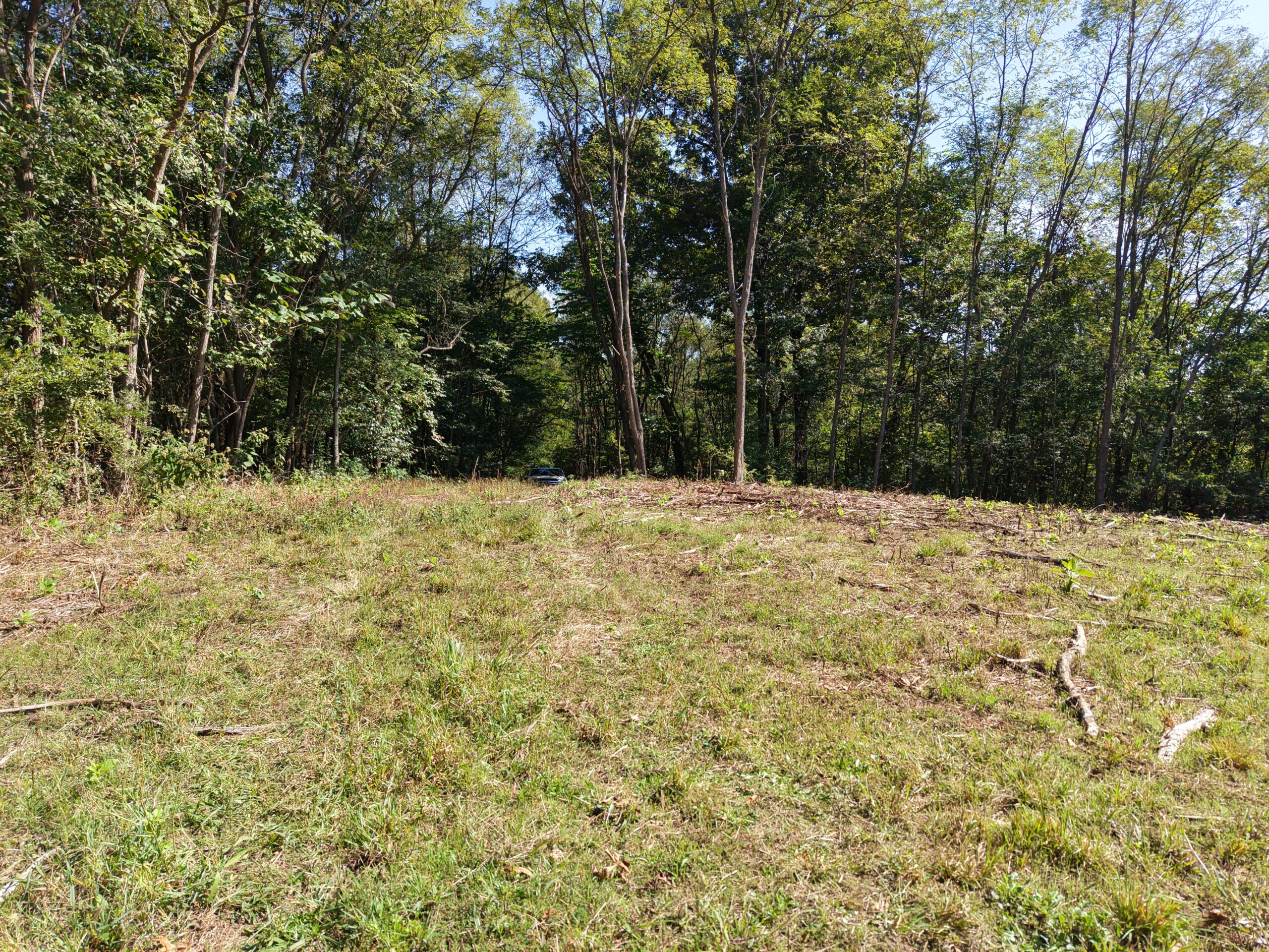 FOREST LAND AND OFF GRID CABIN FOR SALE IN OZARK MOUNTAINS