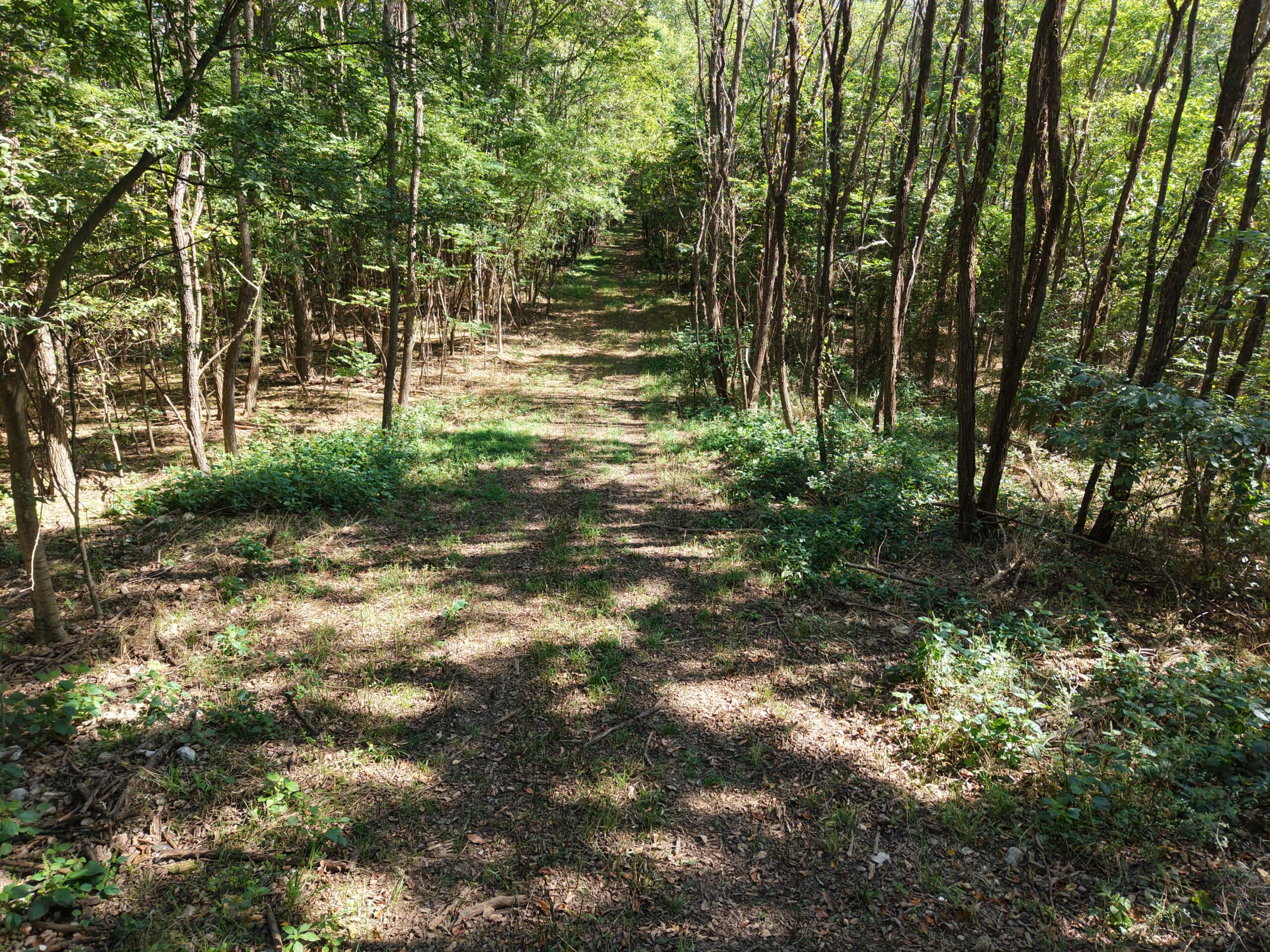 FOREST LAND AND OFF GRID CABIN FOR SALE IN OZARK MOUNTAINS