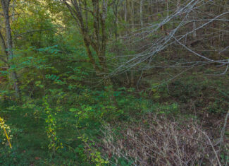 East Tennessee Hunting Property for Sale Hawkins County