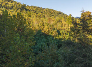 Land Auction East Tennessee Woodland Hancock County Sneedville
