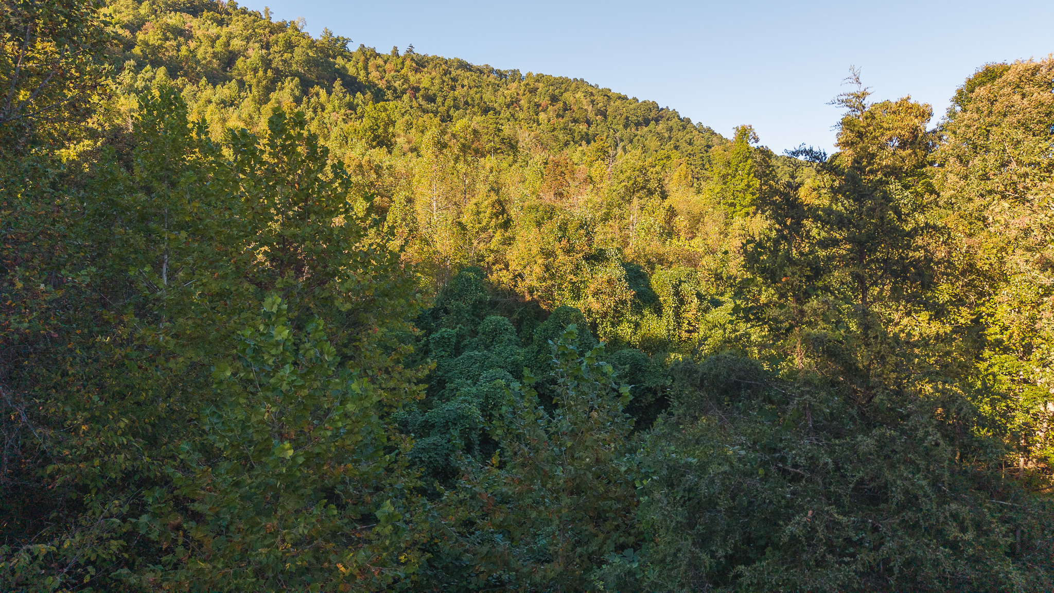 Land Auction East Tennessee Woodland Hancock County Sneedville