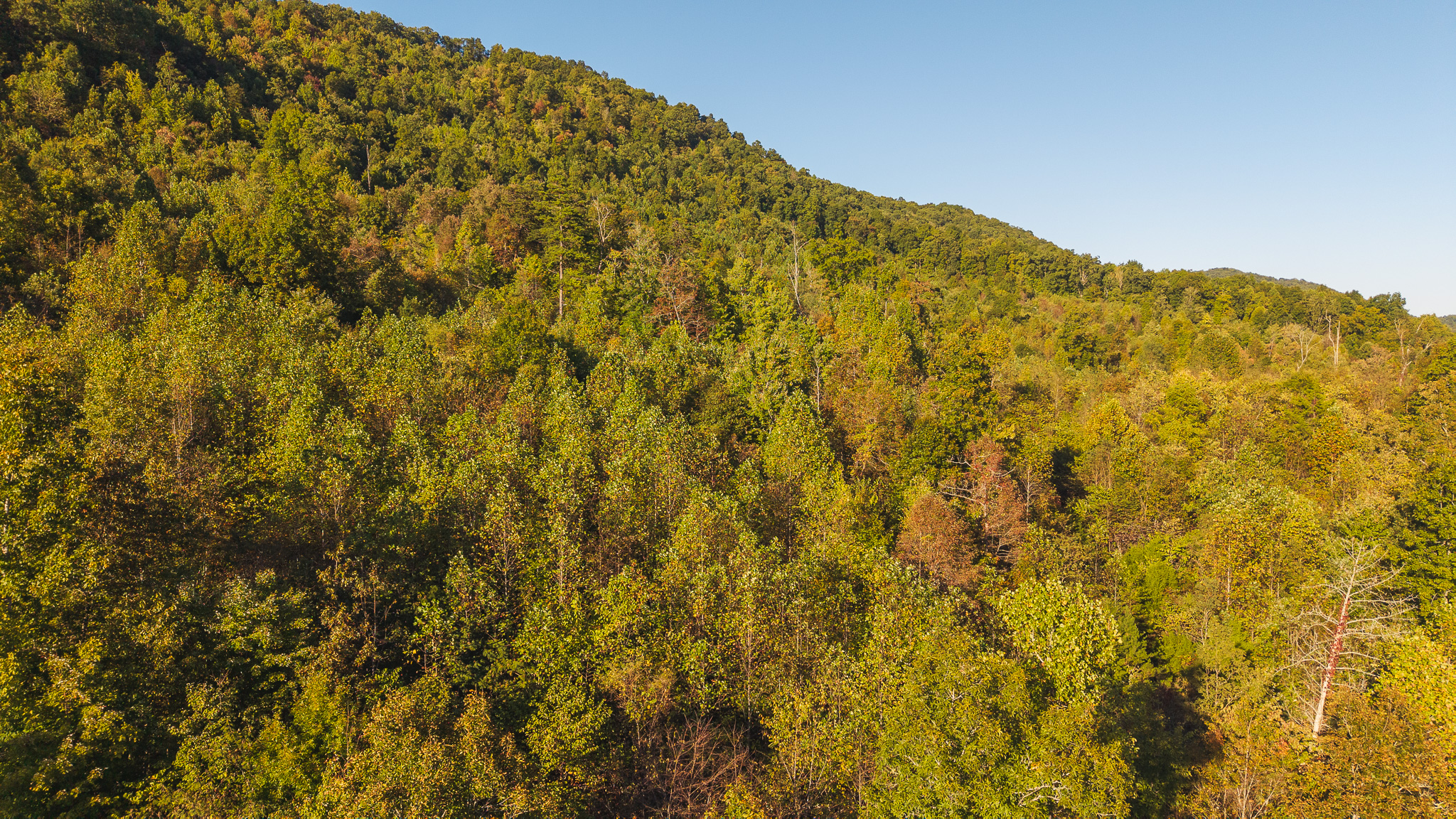 Land Auction East Tennessee Woodland Hancock County Sneedville