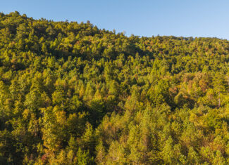 Land Auction East Tennessee Woodland Hancock County Sneedville