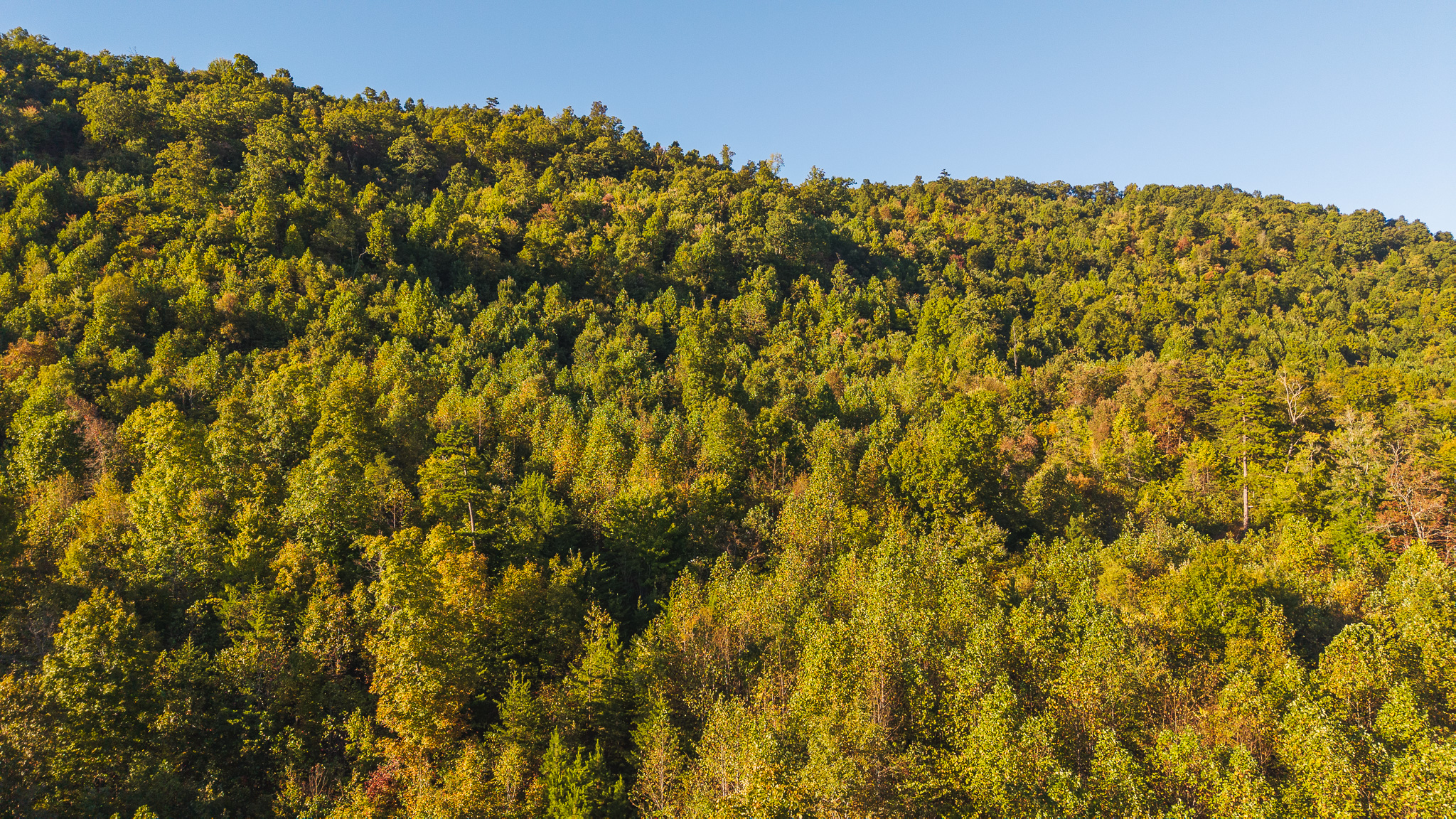 Land Auction East Tennessee Woodland Hancock County Sneedville