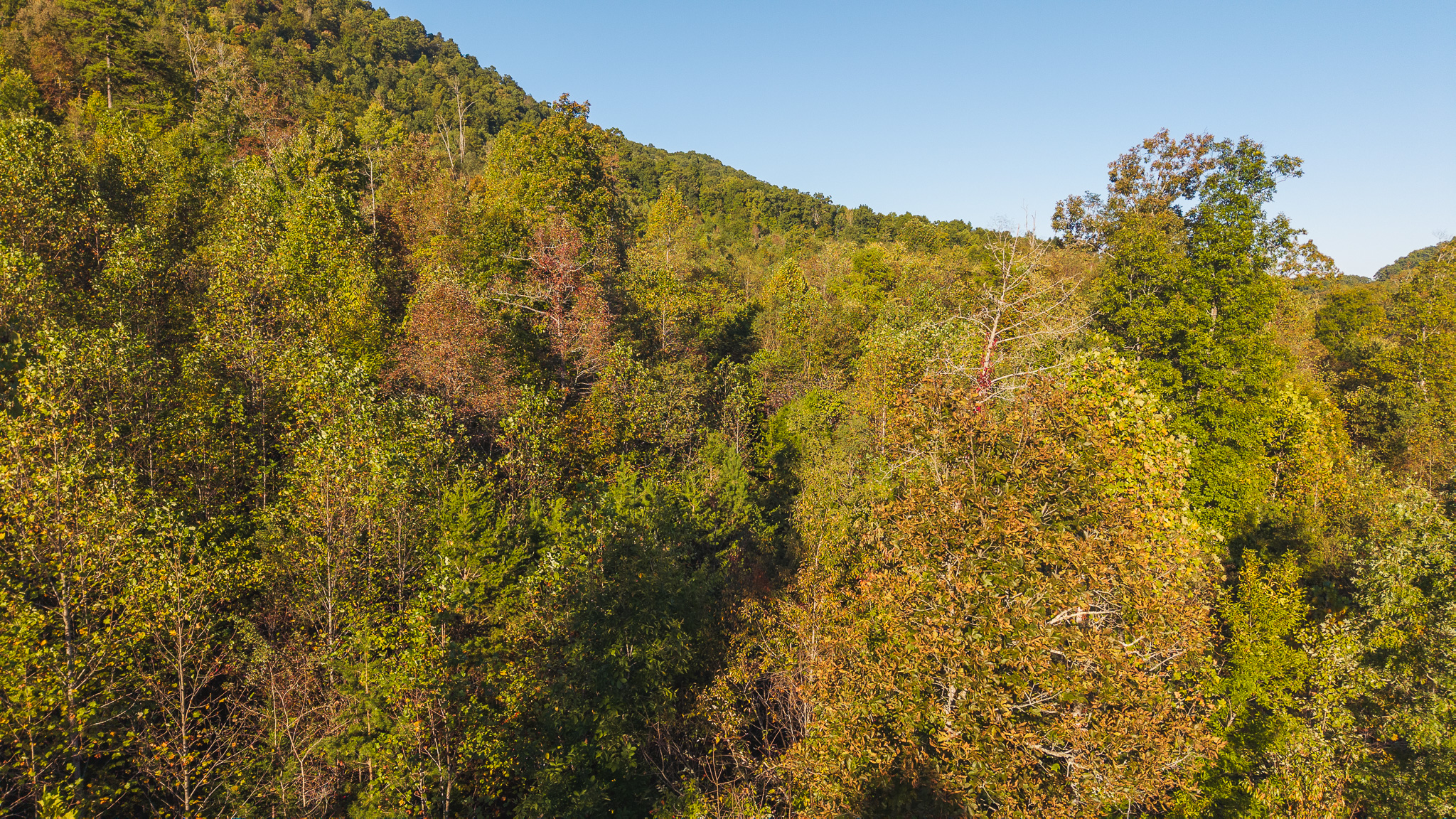 Land Auction East Tennessee Woodland Hancock County Sneedville