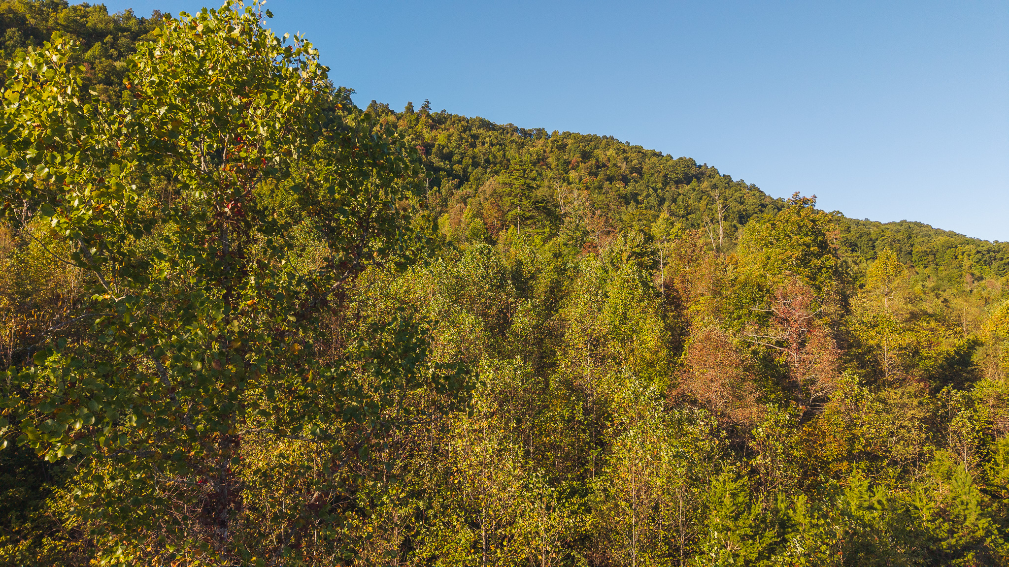 Land Auction East Tennessee Woodland Hancock County Sneedville