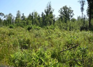 Hunting land for sale in Newaygo County Michigan