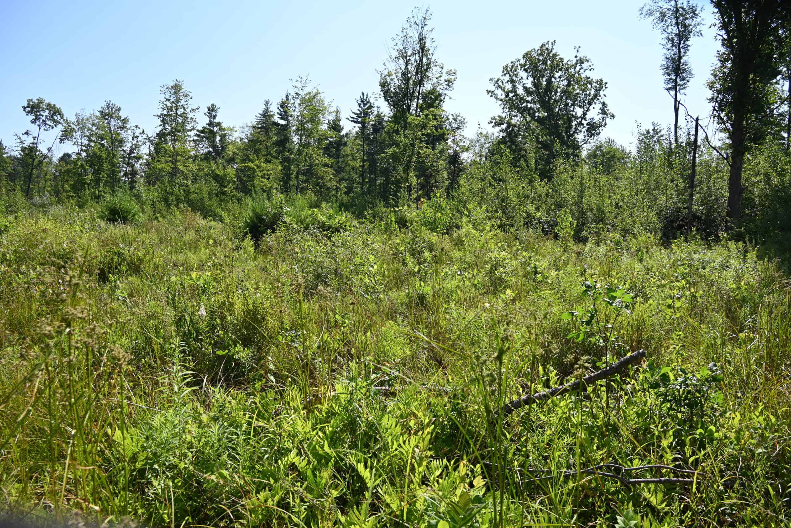 Hunting land for sale in Newaygo County Michigan