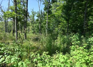 Hunting land for sale in Newaygo County Michigan