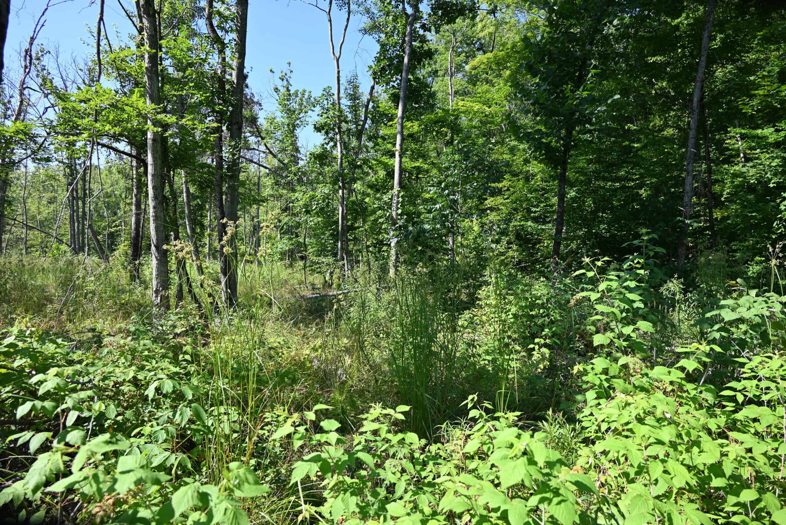 Hunting land for sale in Newaygo County Michigan
