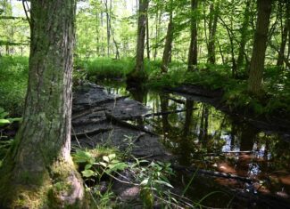 Hunting land for sale in Newaygo County Michigan