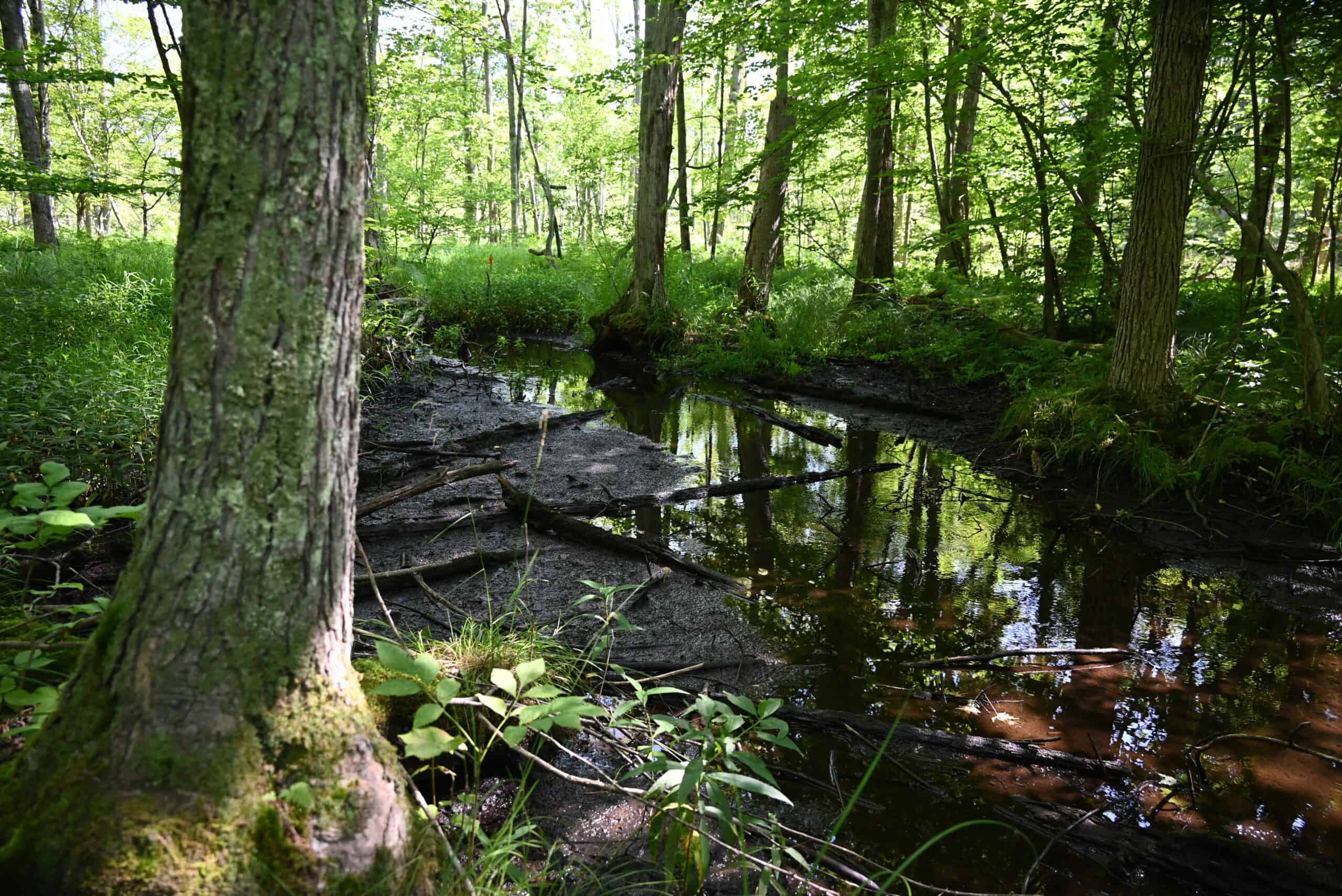 Hunting land for sale in Newaygo County Michigan