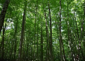 Hunting land for sale in Newaygo County Michigan