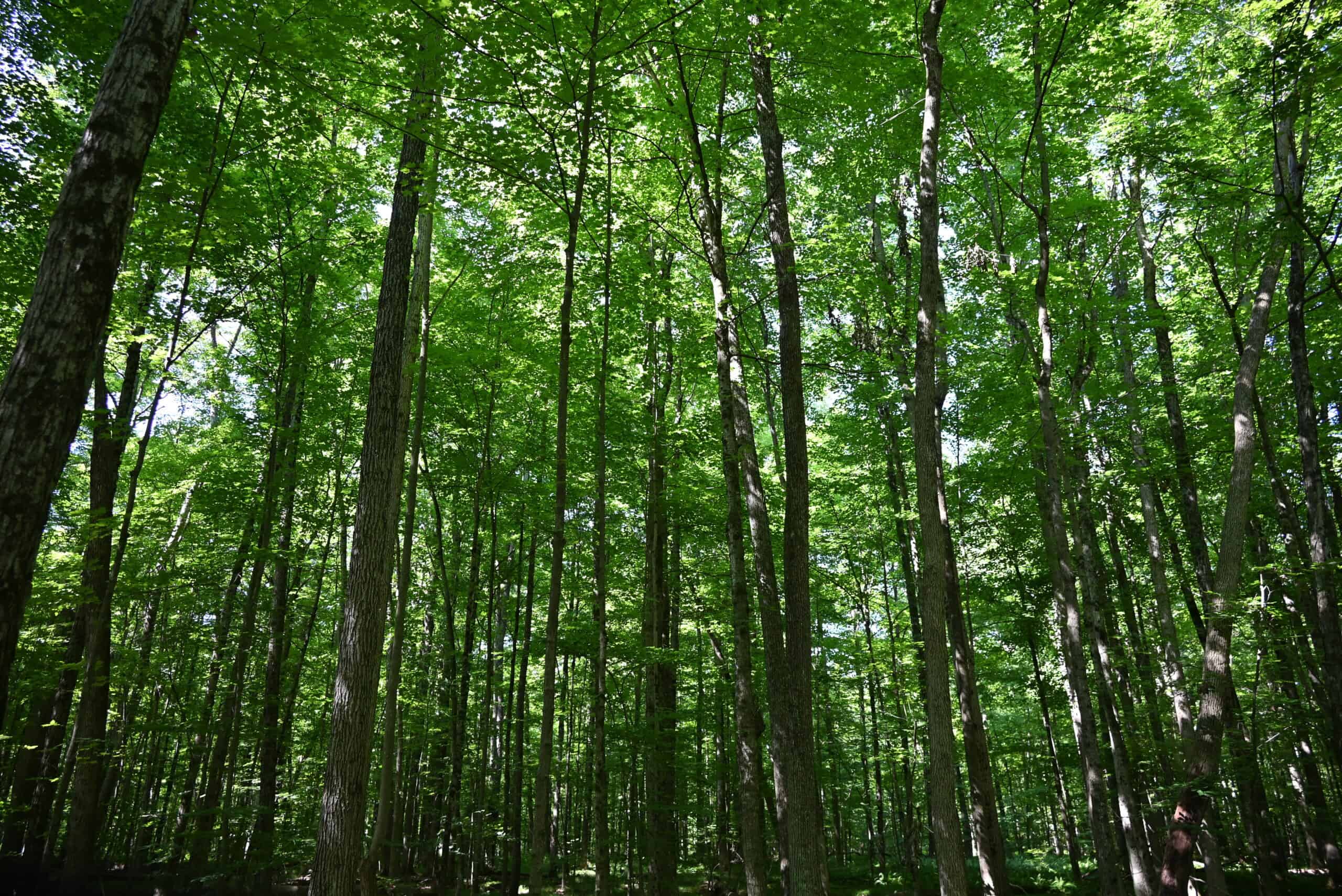 Hunting land for sale in Newaygo County Michigan