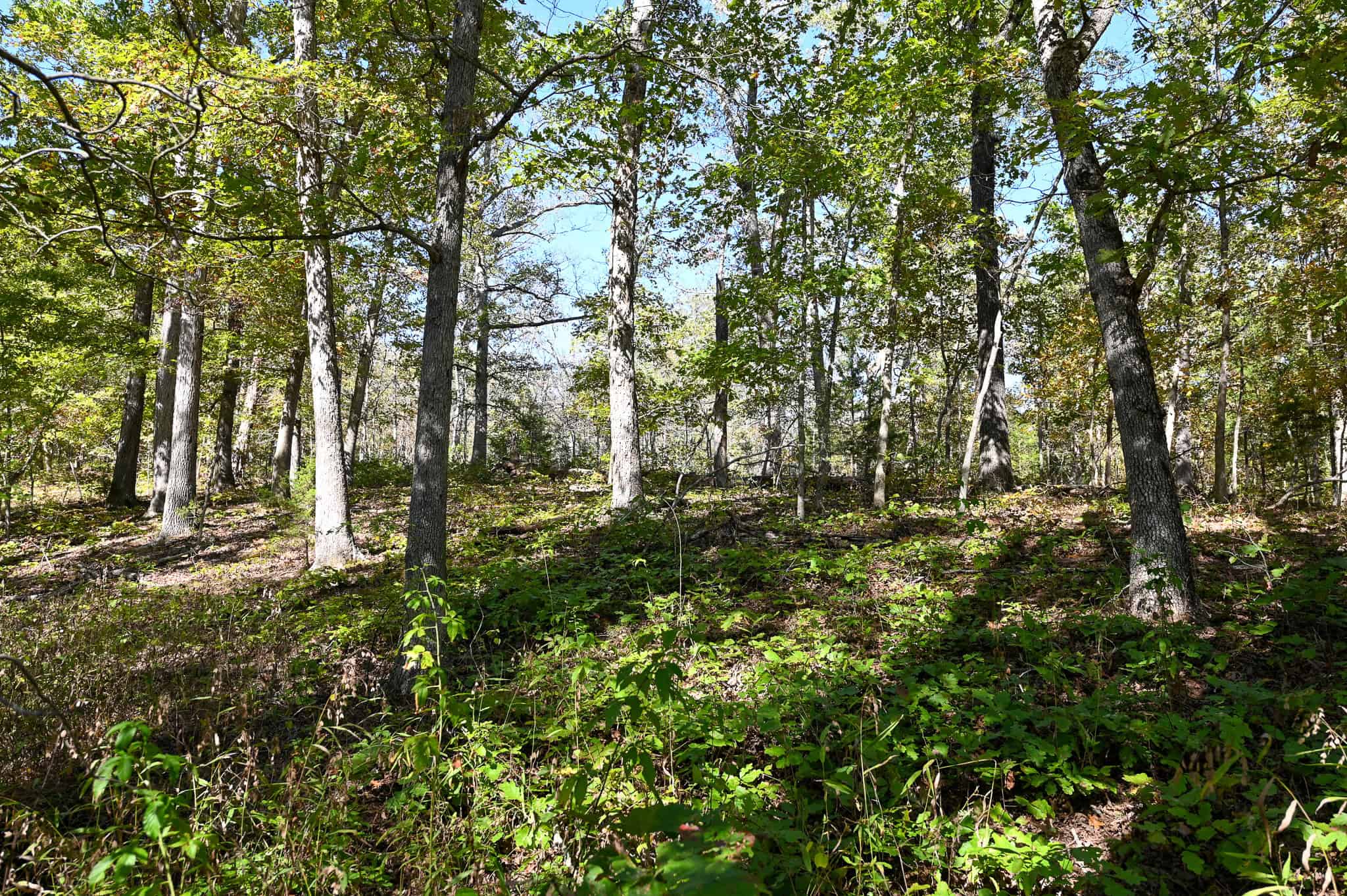 Wooded land 45.26+ Acres
