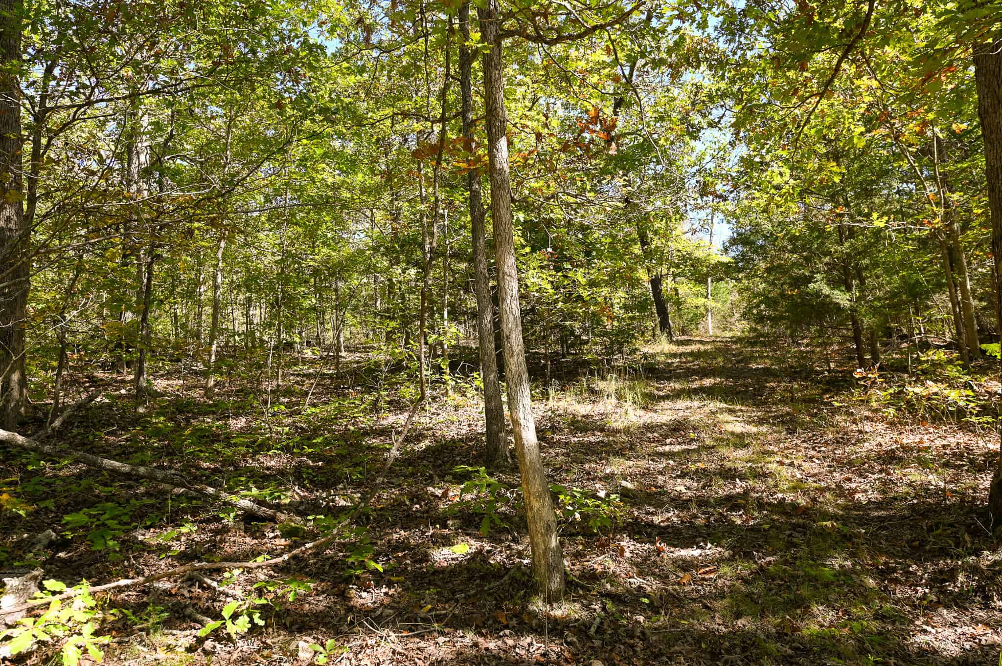 Wooded land 45.26+ Acres