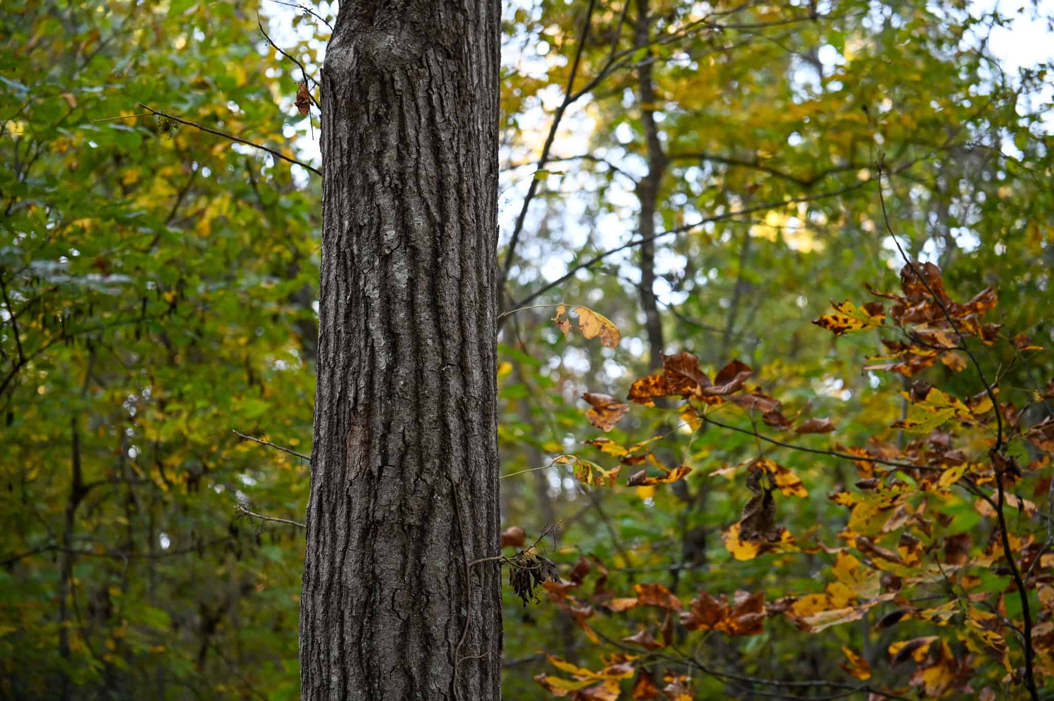 Wooded land 45.26+ Acres