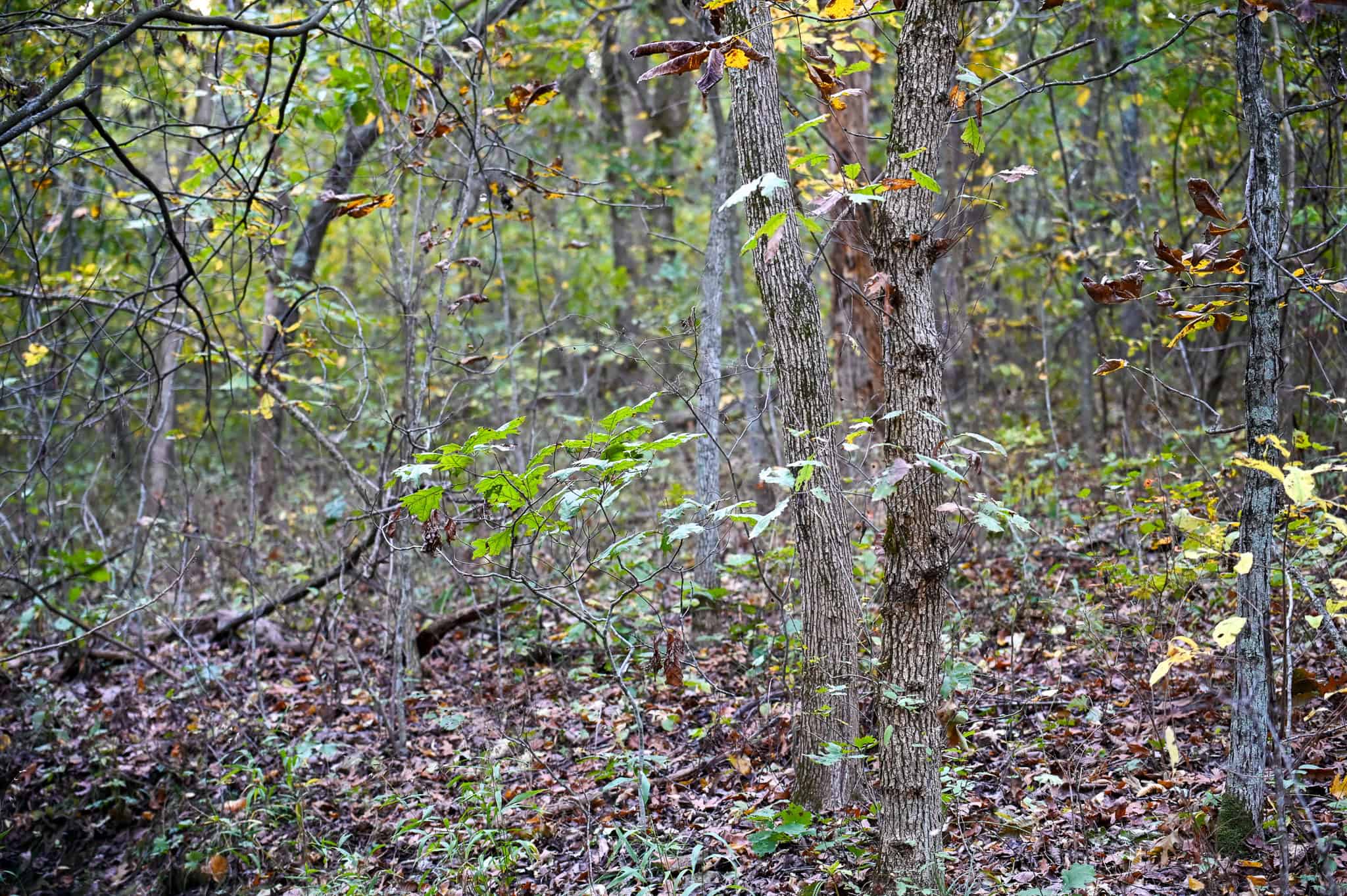 Wooded land 45.26+ Acres