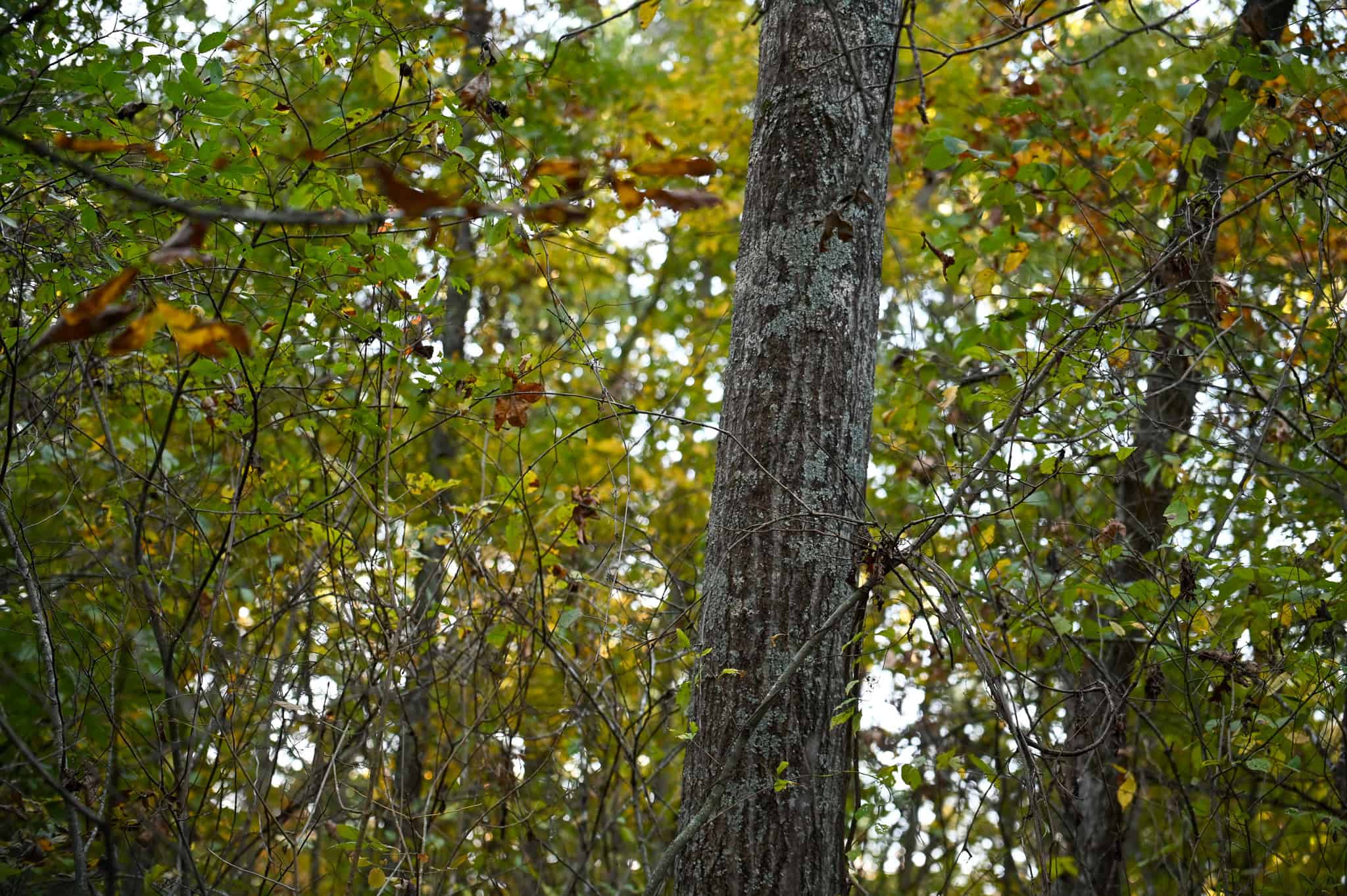Wooded land 45.26+ Acres