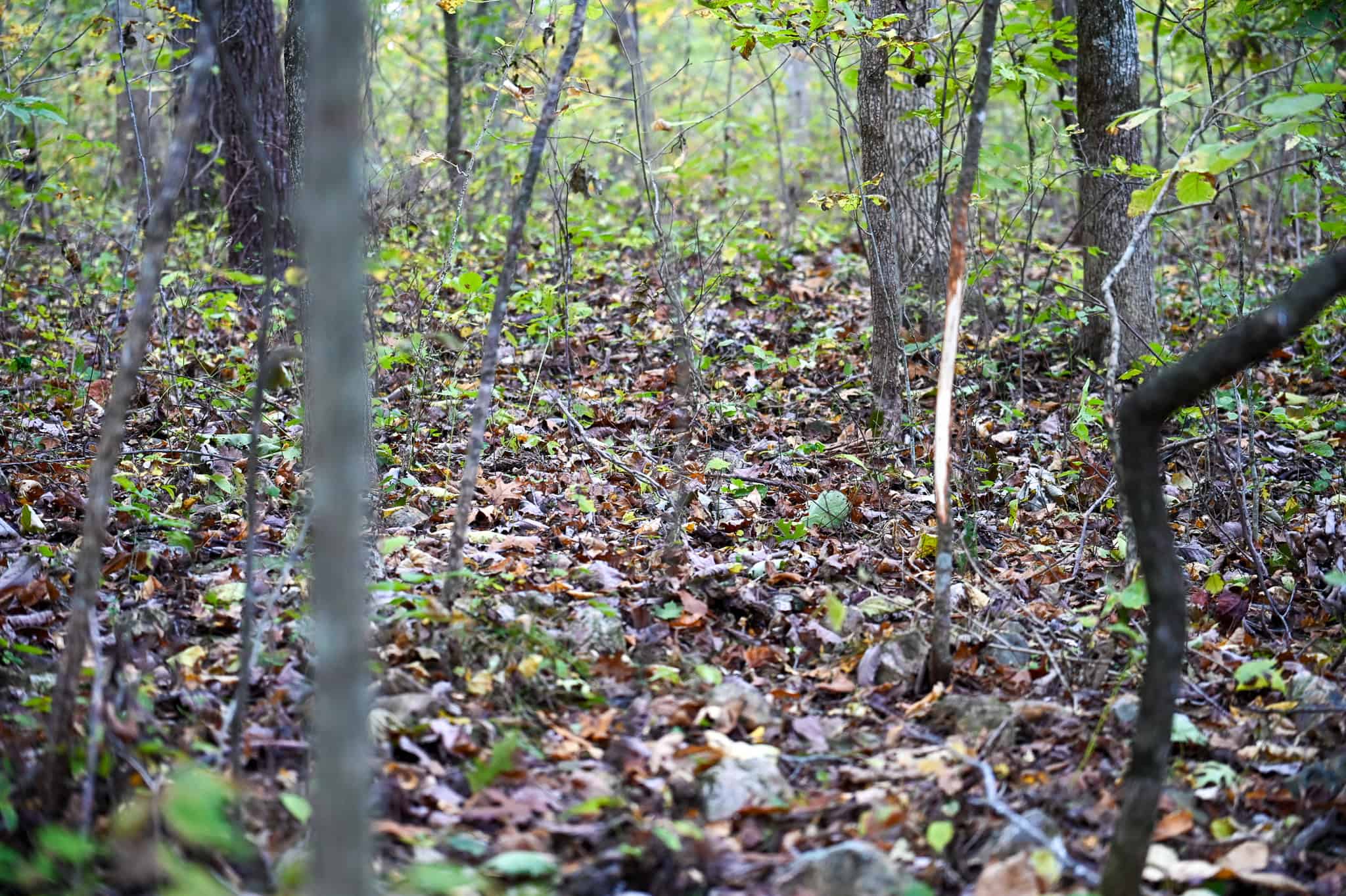 Wooded land 45.26+ Acres