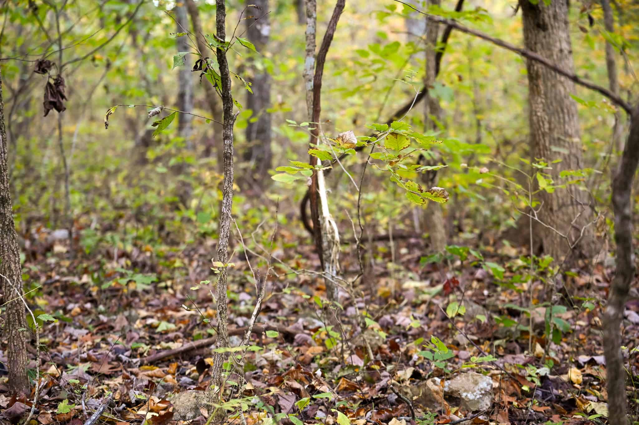 Wooded land 45.26+ Acres