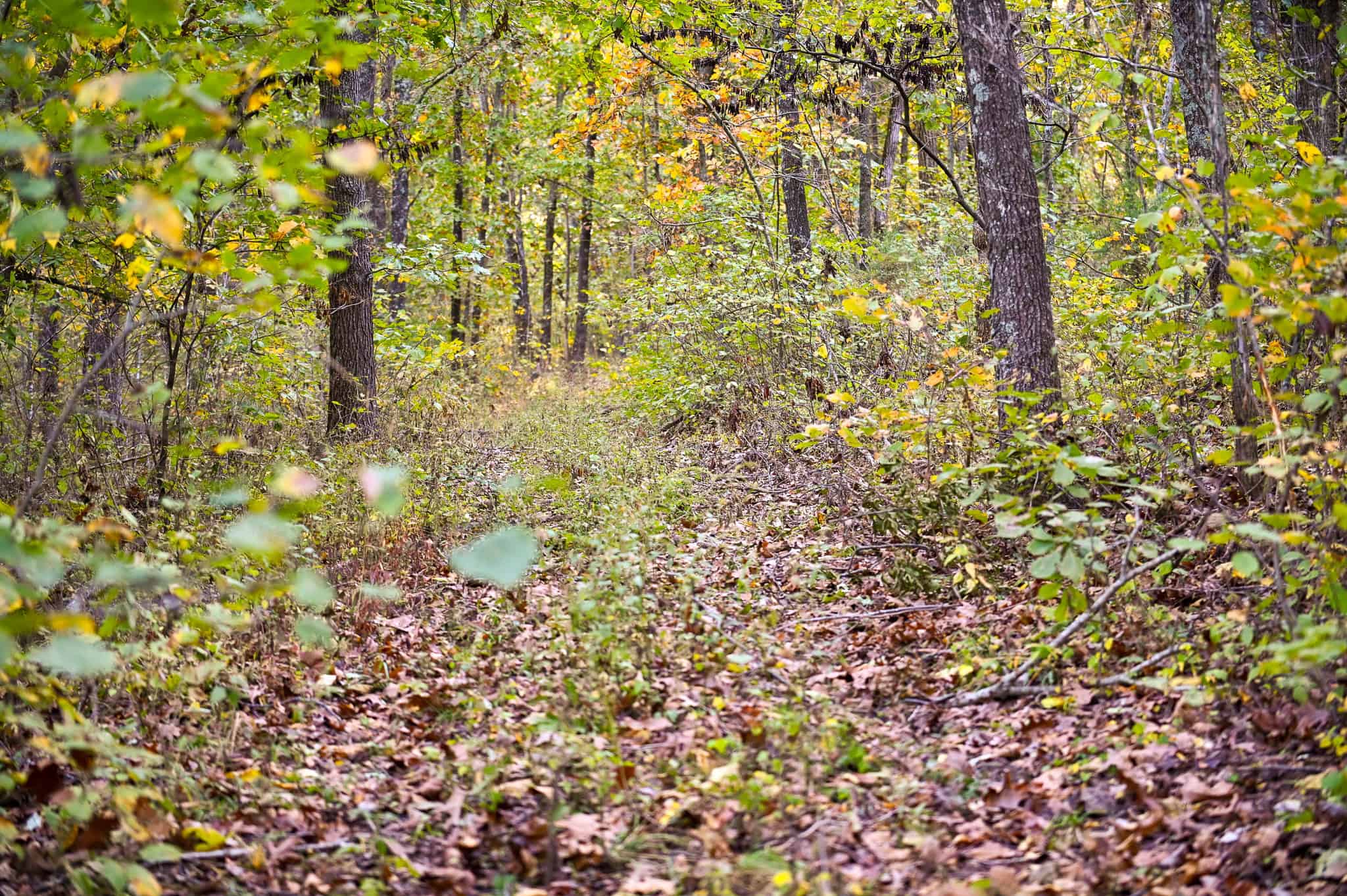 Wooded land 45.26+ Acres