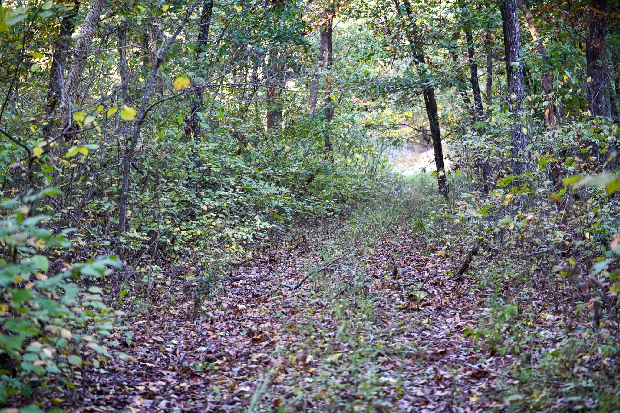 Wooded land 45.26+ Acres