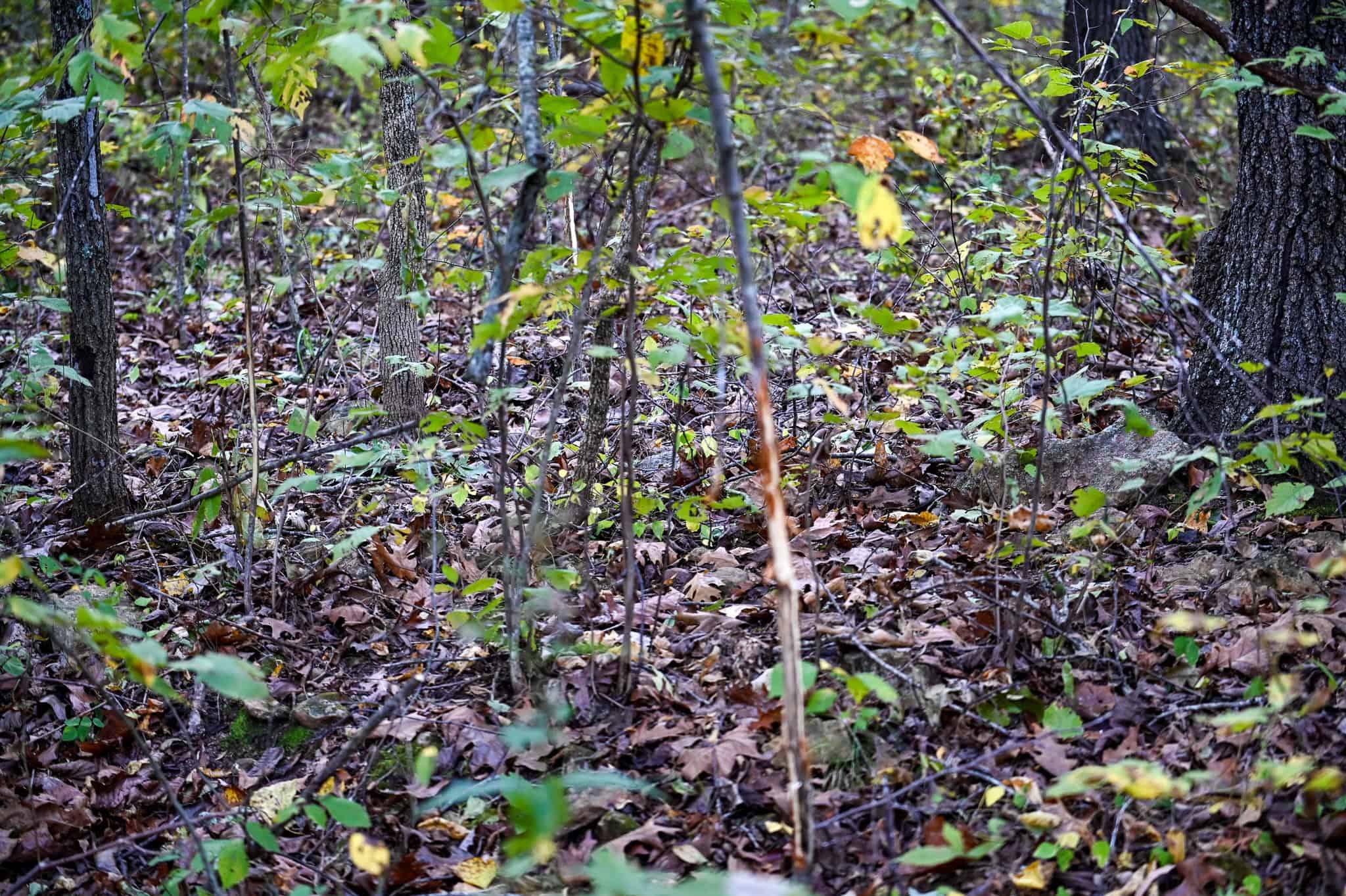 Wooded land 45.26+ Acres