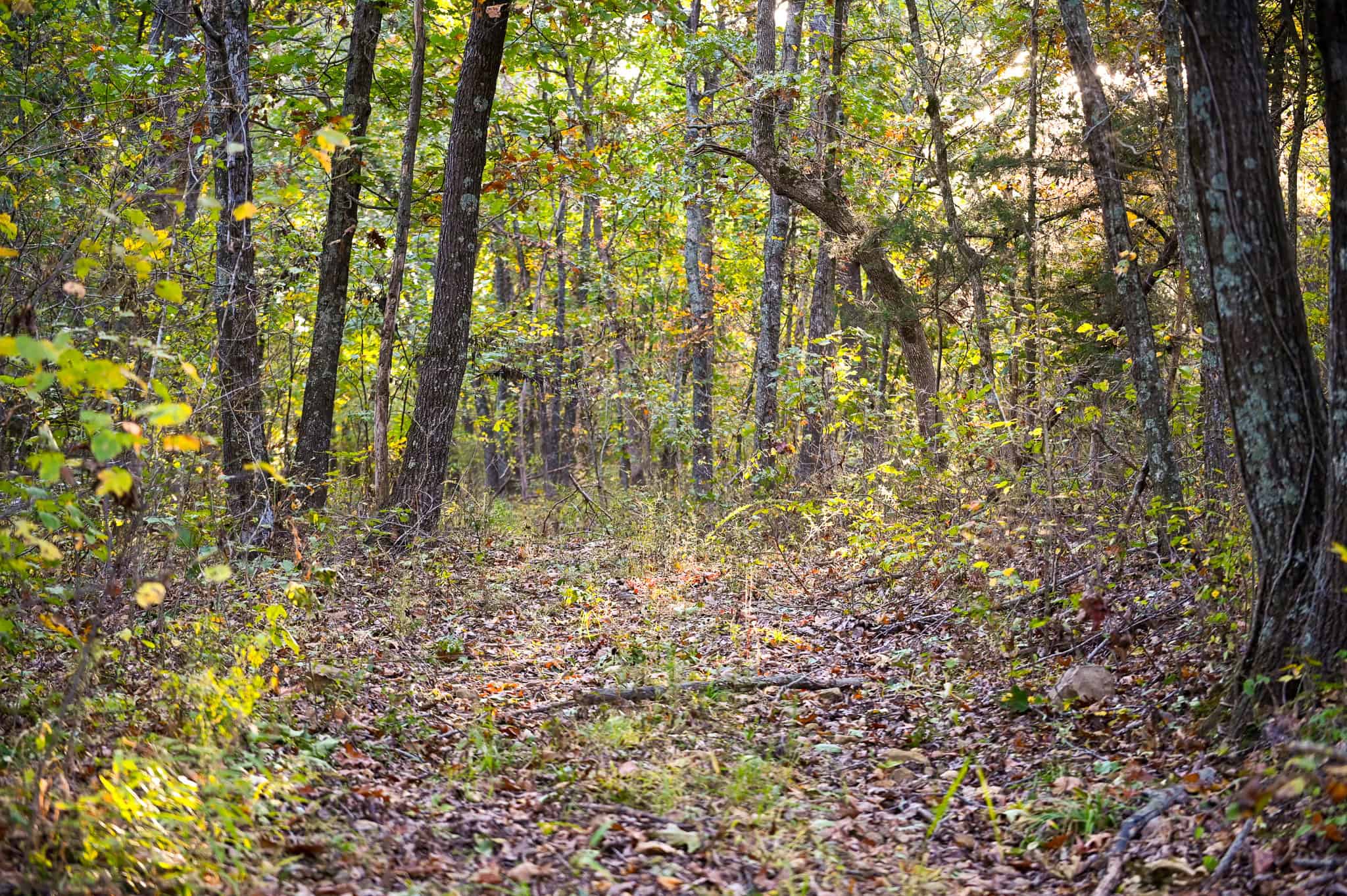 Wooded land 45.26+ Acres