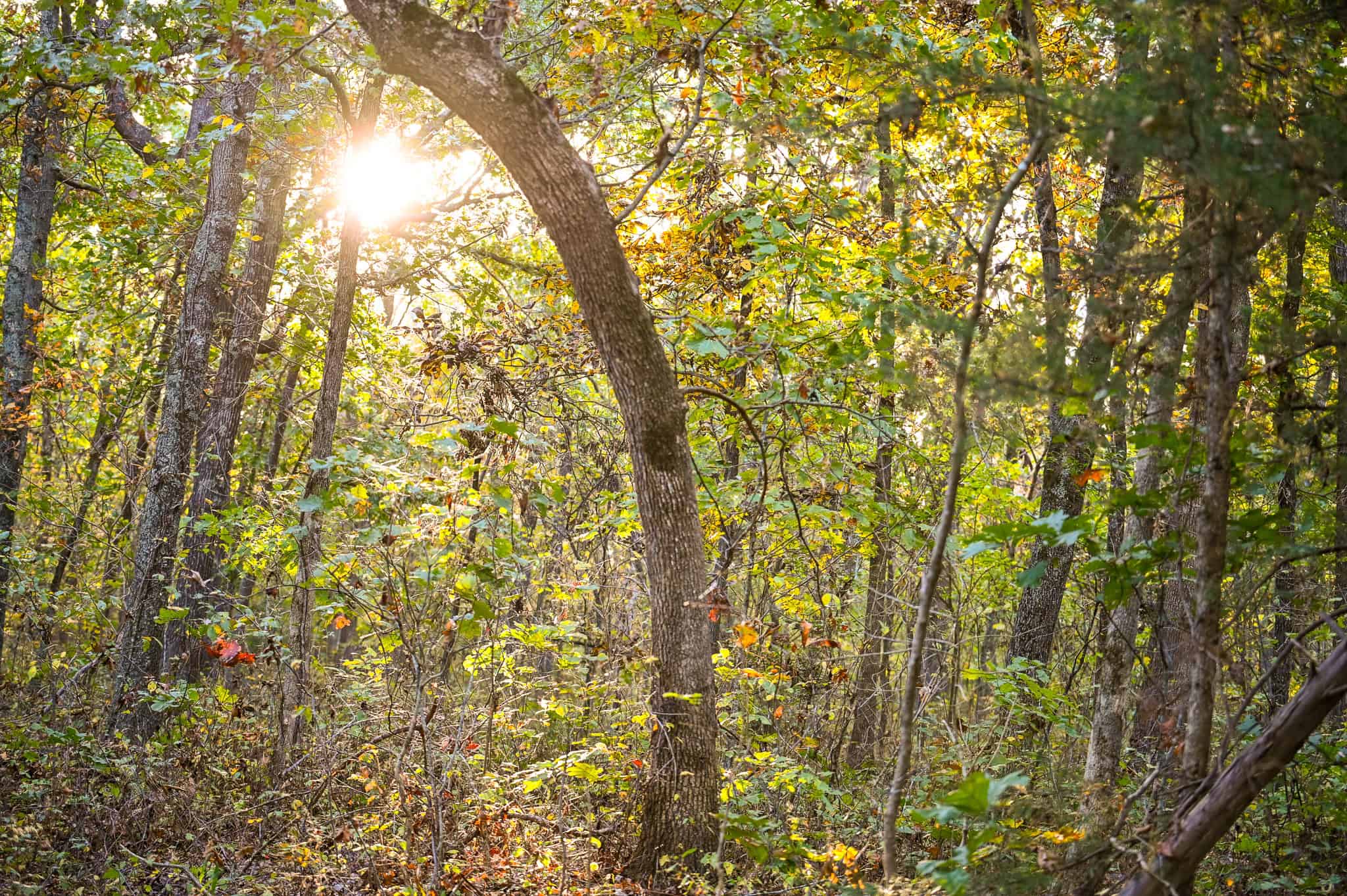 Wooded land 45.26+ Acres